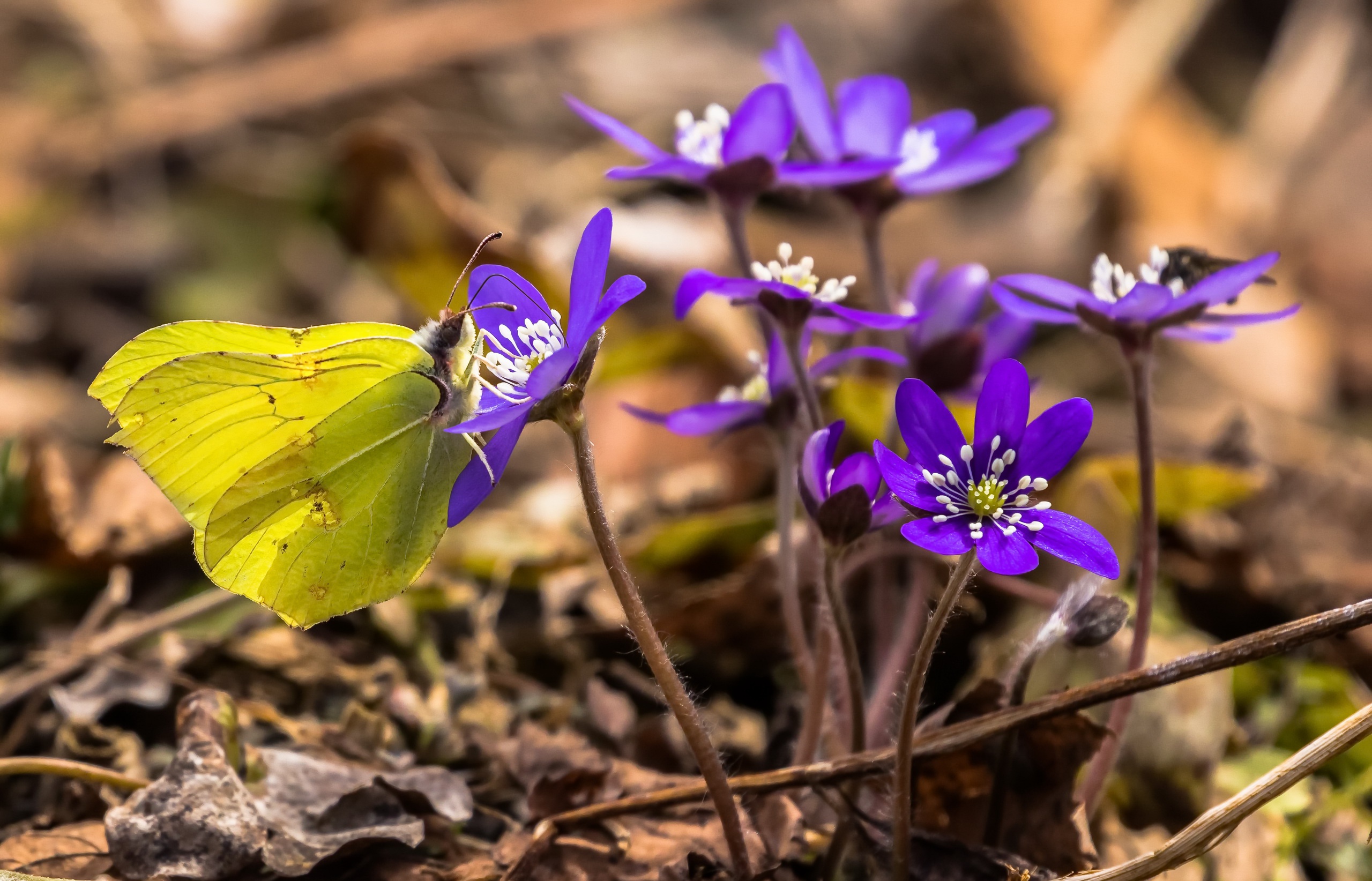 Обои цветы, насекомое, бабочка, весна, печёночница, flowers, insect, butterfly, spring, pechenocna разрешение 2560x1644 Загрузить