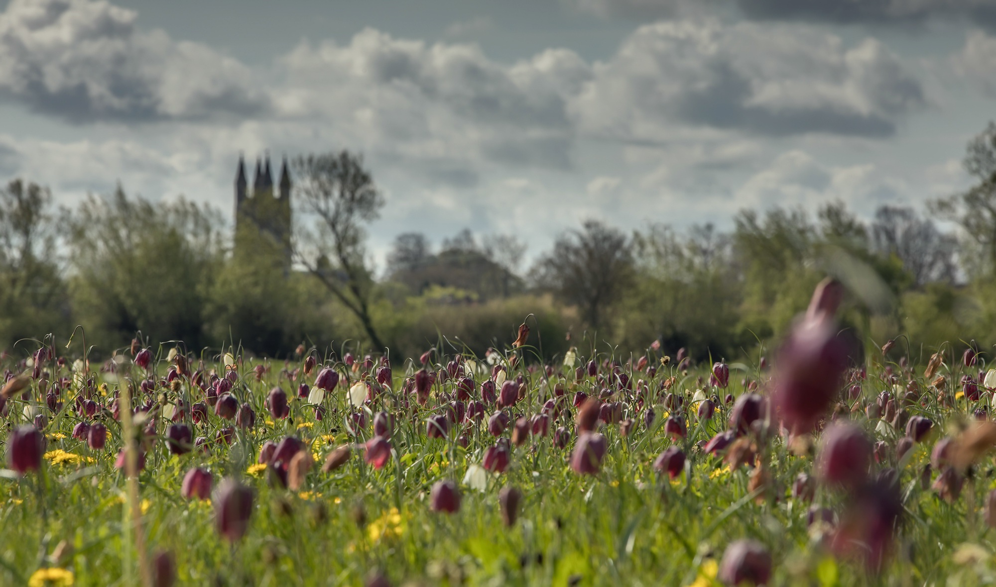 Обои небо, цветы, облака, деревья, поле, лето, замок, the sky, flowers, clouds, trees, field, summer, castle разрешение 2000x1180 Загрузить