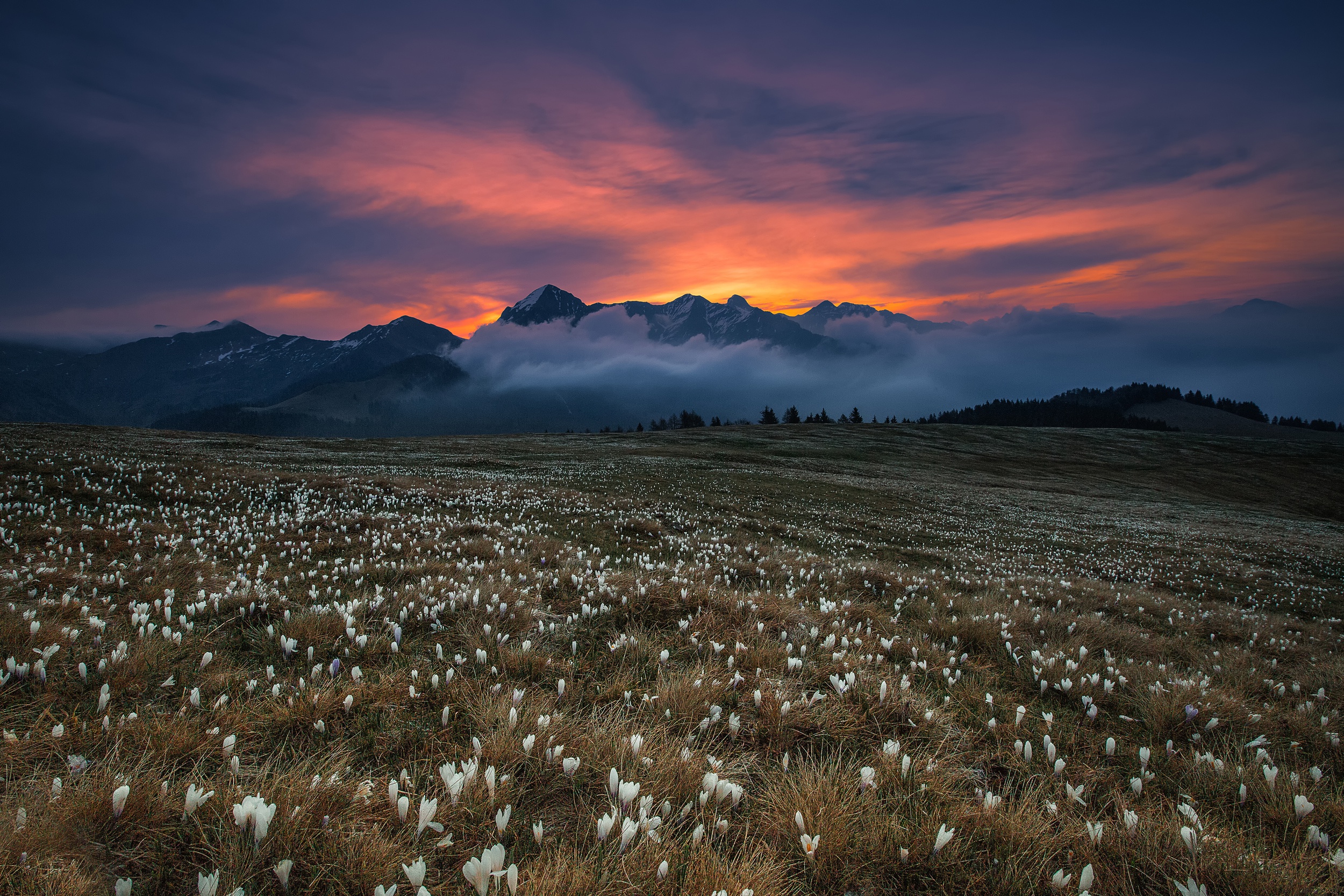 Обои цветы, трава, горы, туман, поле, blooming dawn, flowers, grass, mountains, fog, field разрешение 2500x1667 Загрузить