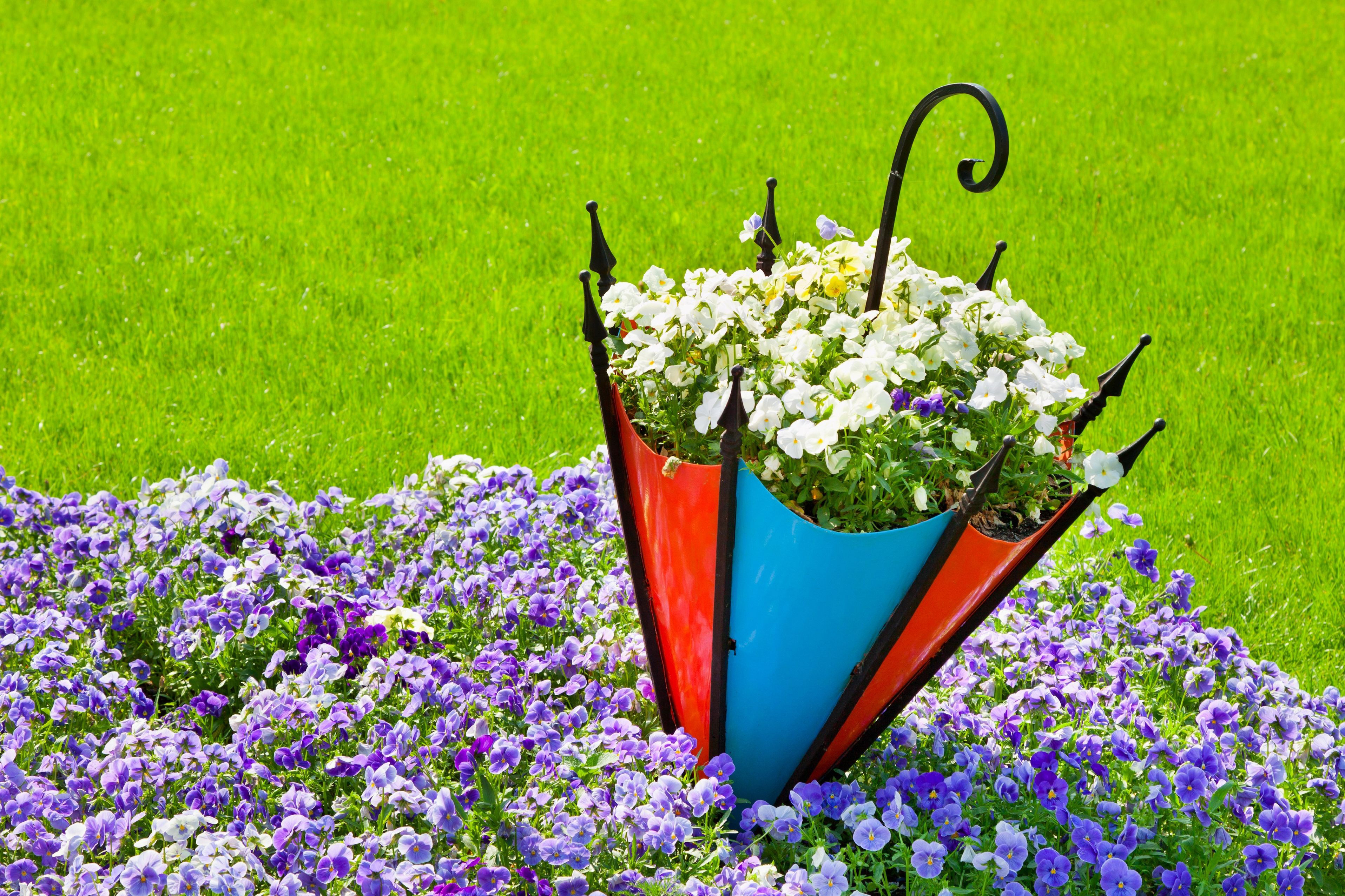 Посеянные цветы голландские сайты конопли