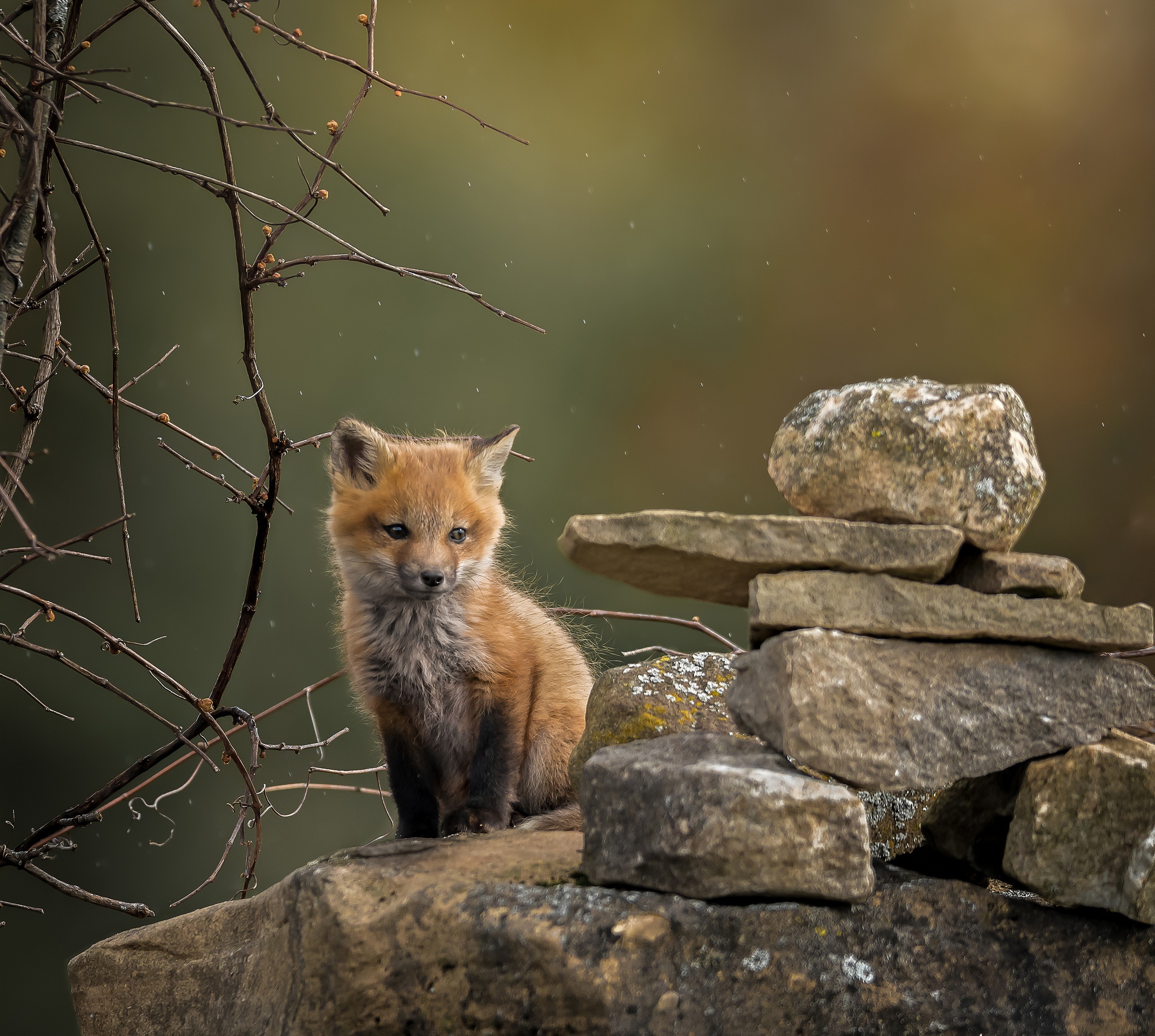 Обои природа, камни, фон, ветки, лиса, лисица, лисенок, nature, stones, background, branches, fox разрешение 2048x1838 Загрузить