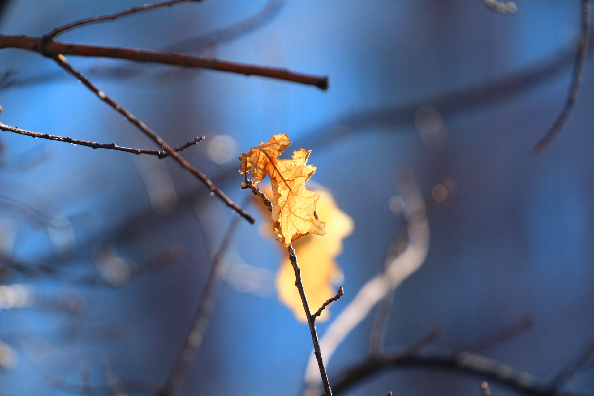 Обои природа, листья, фон, листок, осень, дуб, веточки, nature, leaves, background, leaf, autumn, oak, twigs разрешение 1920x1280 Загрузить