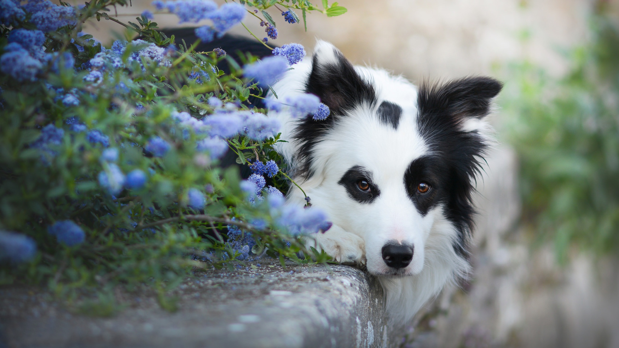 собака мордочка полевые цветы без смс
