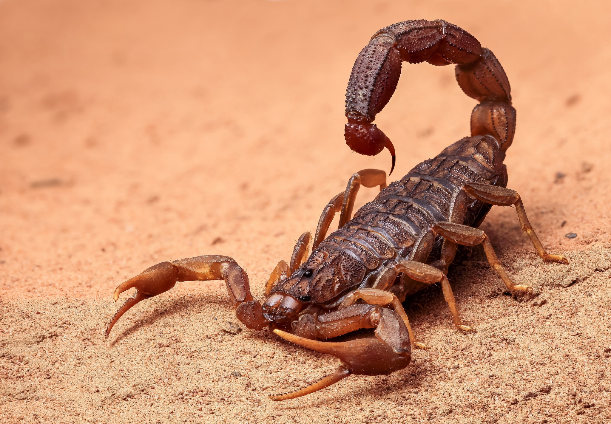 Как понять скорпиона. Скорпион Лейрус. Аризонский древесный Скорпион. Androctonus bicolor. Стрипедтальский Скорпион.