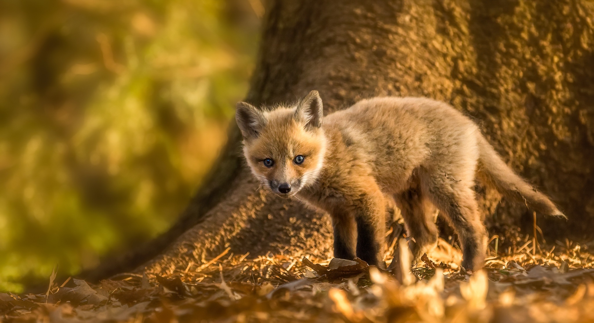 природа животные лис nature animals Fox загрузить
