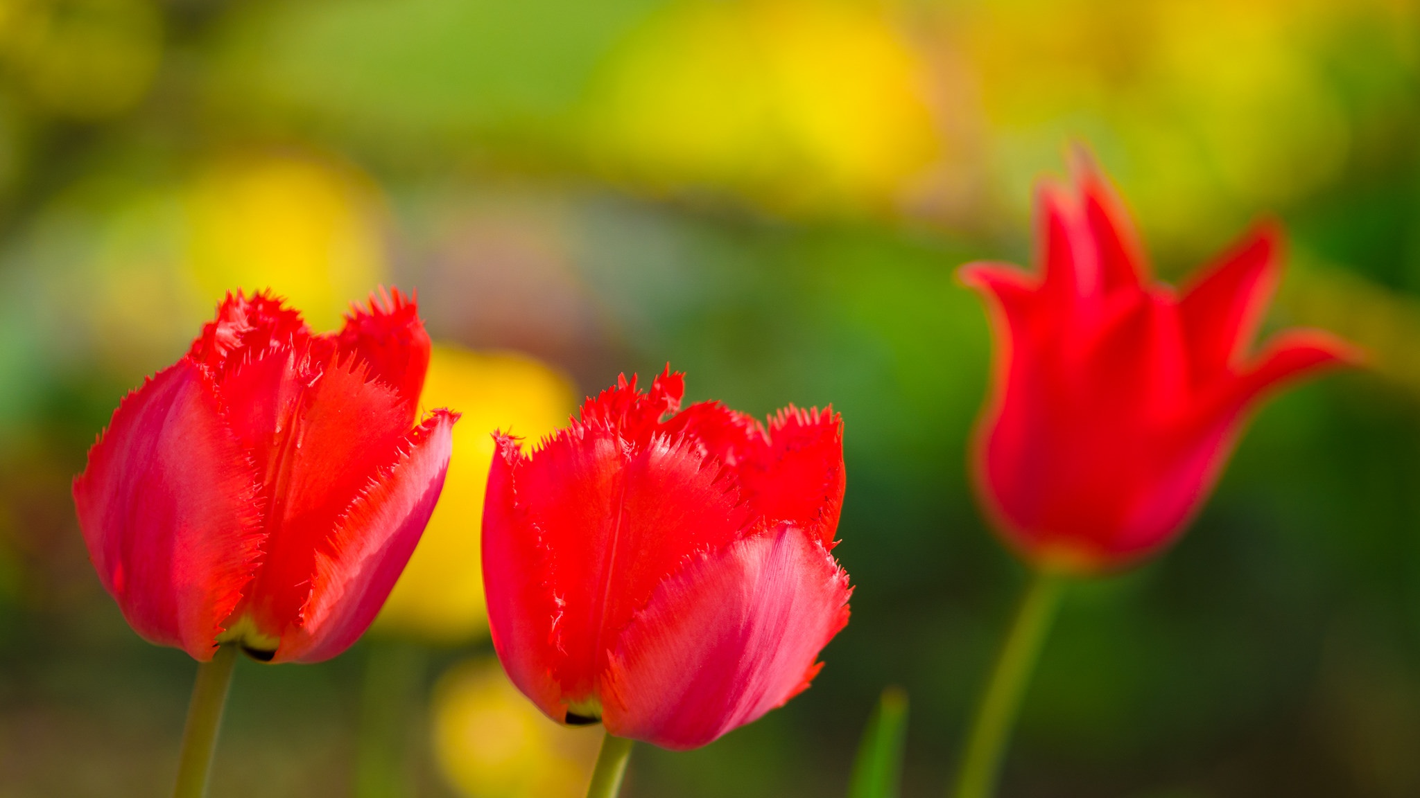 природа цветы тюльпаны лейка скачать