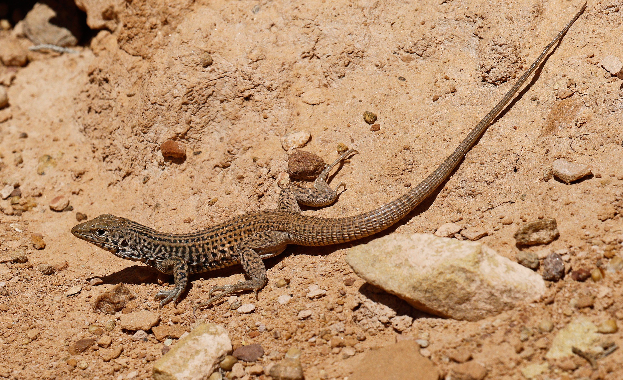 Обои природа, пустыня, ящерица, пресмыкающееся, nature, desert, lizard, reptile разрешение 2048x1250 Загрузить