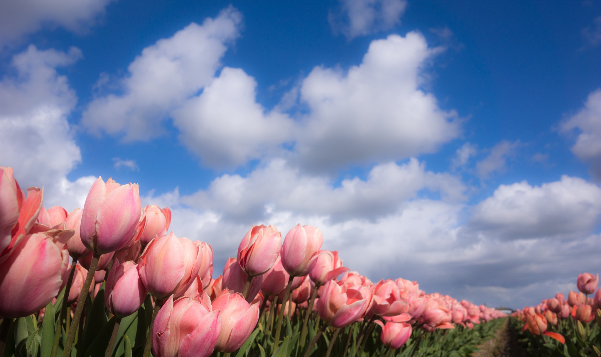 природа тюльпаны цветы бесплатно