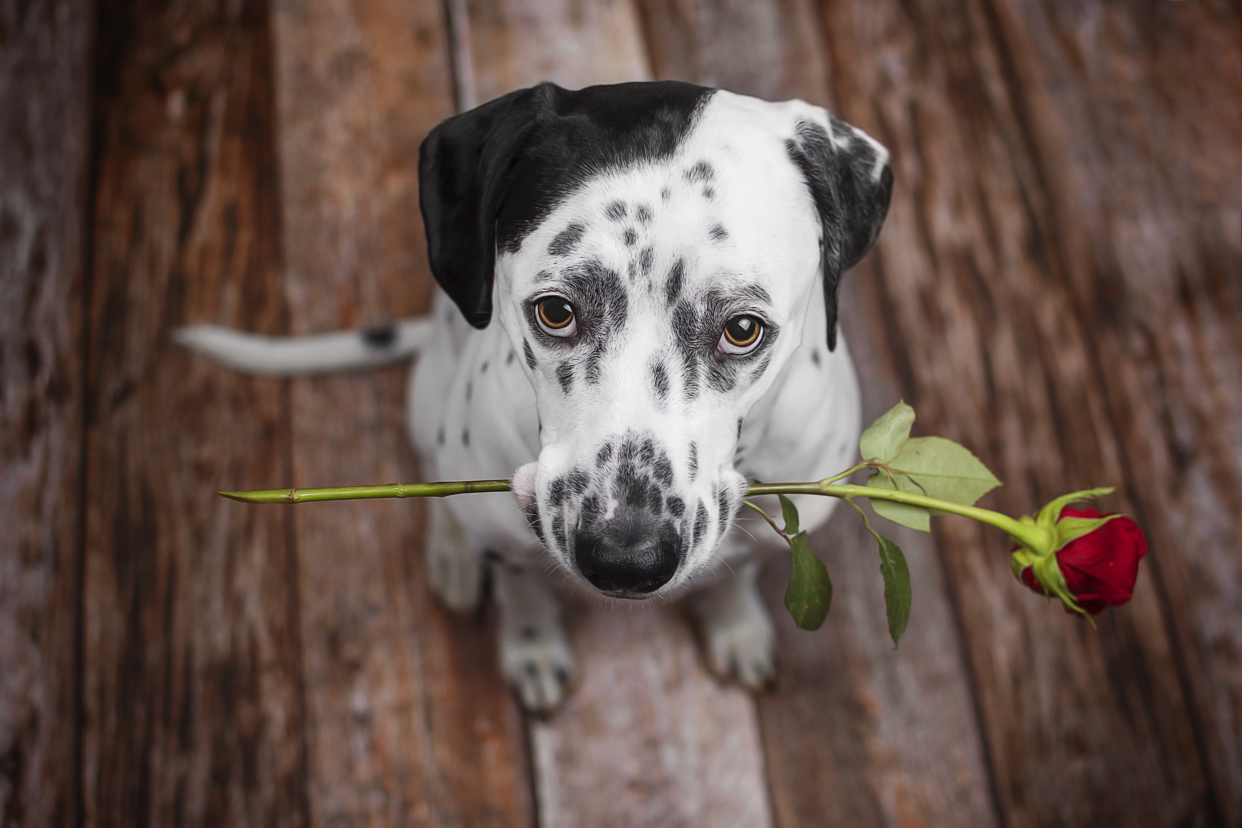 Обои цветок, роза, взгляд, собака, щенок, далматин, далматинец, flower, rose, look, dog, puppy, dalmatian, dalmatians разрешение 2560x1707 Загрузить