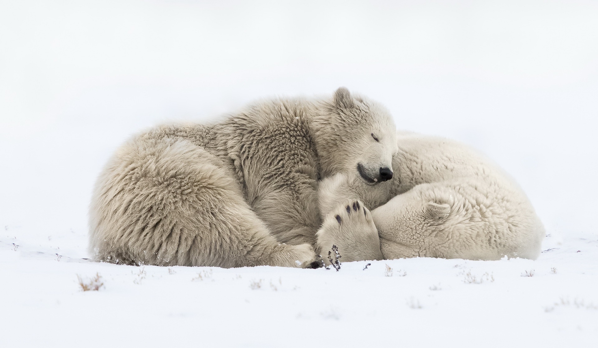 Обои снег, природа, сон, медведи, белый медведь, snow, nature, sleep, bears, polar bear разрешение 1920x1118 Загрузить