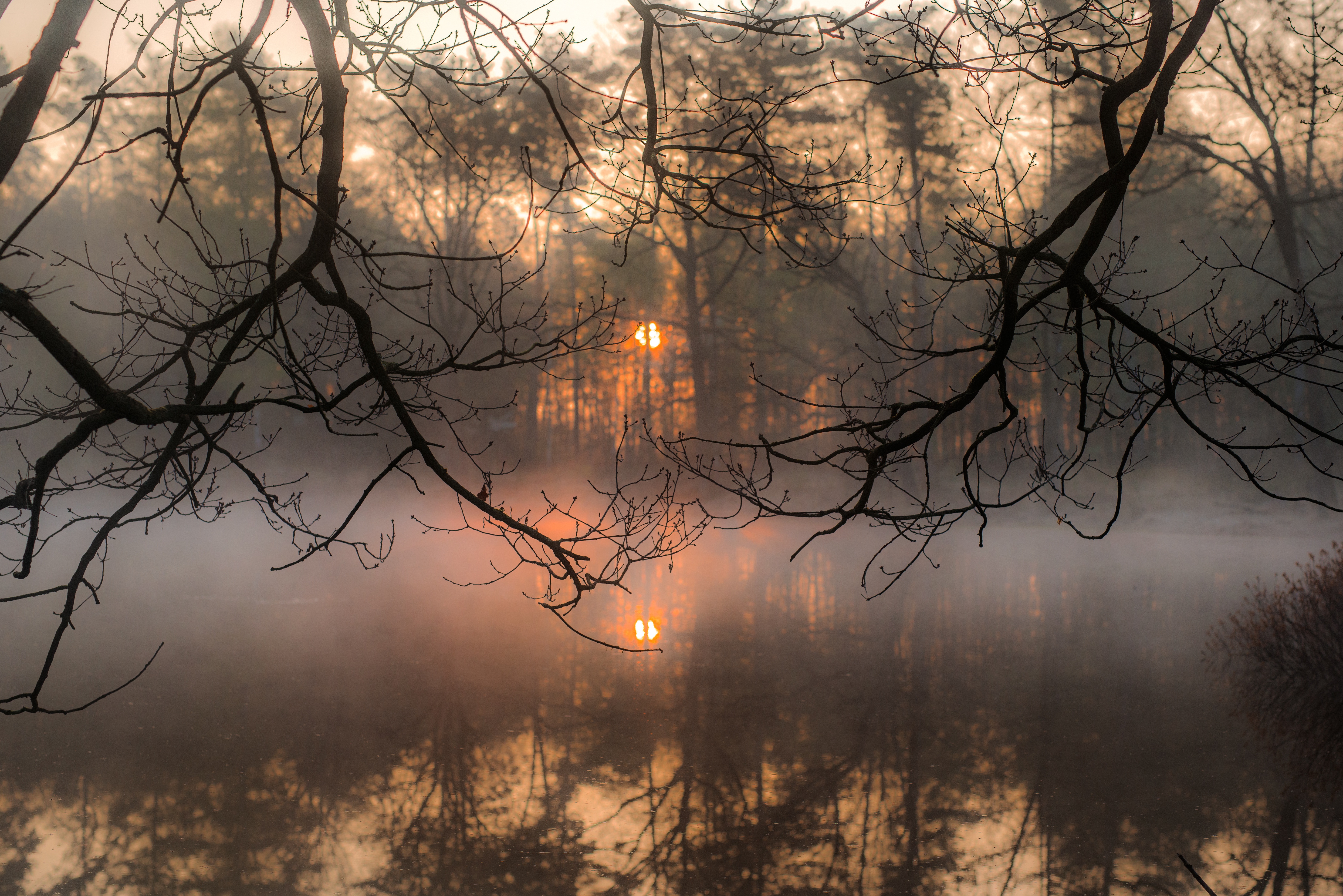 Обои деревья, вода, солнце, отражение, утро, туман, ветки, trees, water, the sun, reflection, morning, fog, branches разрешение 5769x3851 Загрузить