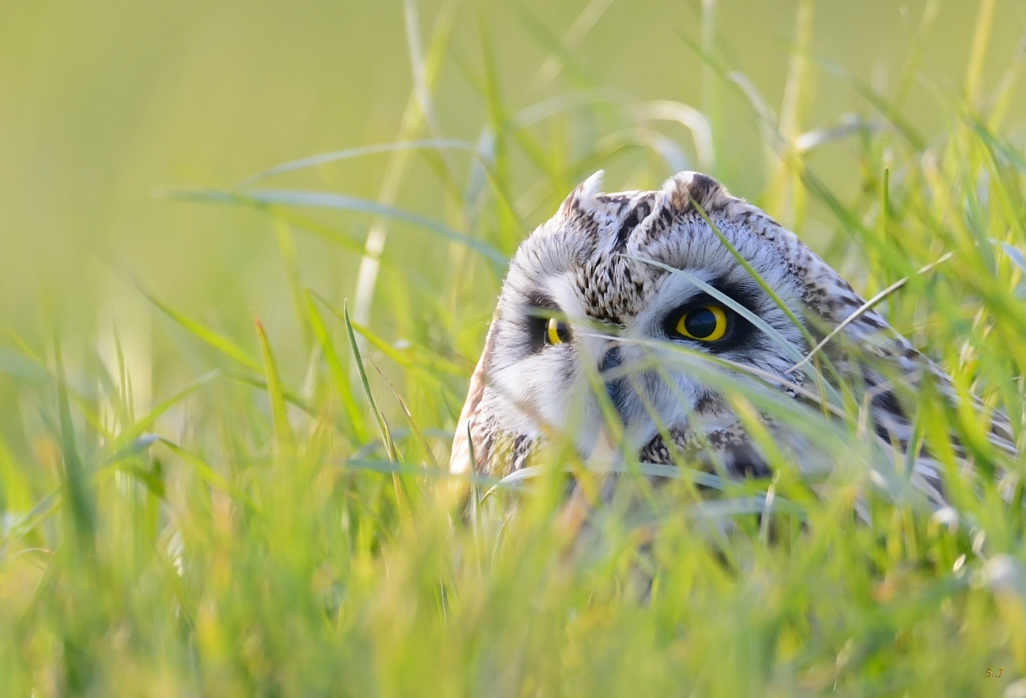 Обои глаза, трава, сова, природа, взгляд, птица, eyes, grass, owl, nature, look, bird разрешение 2048x1392 Загрузить