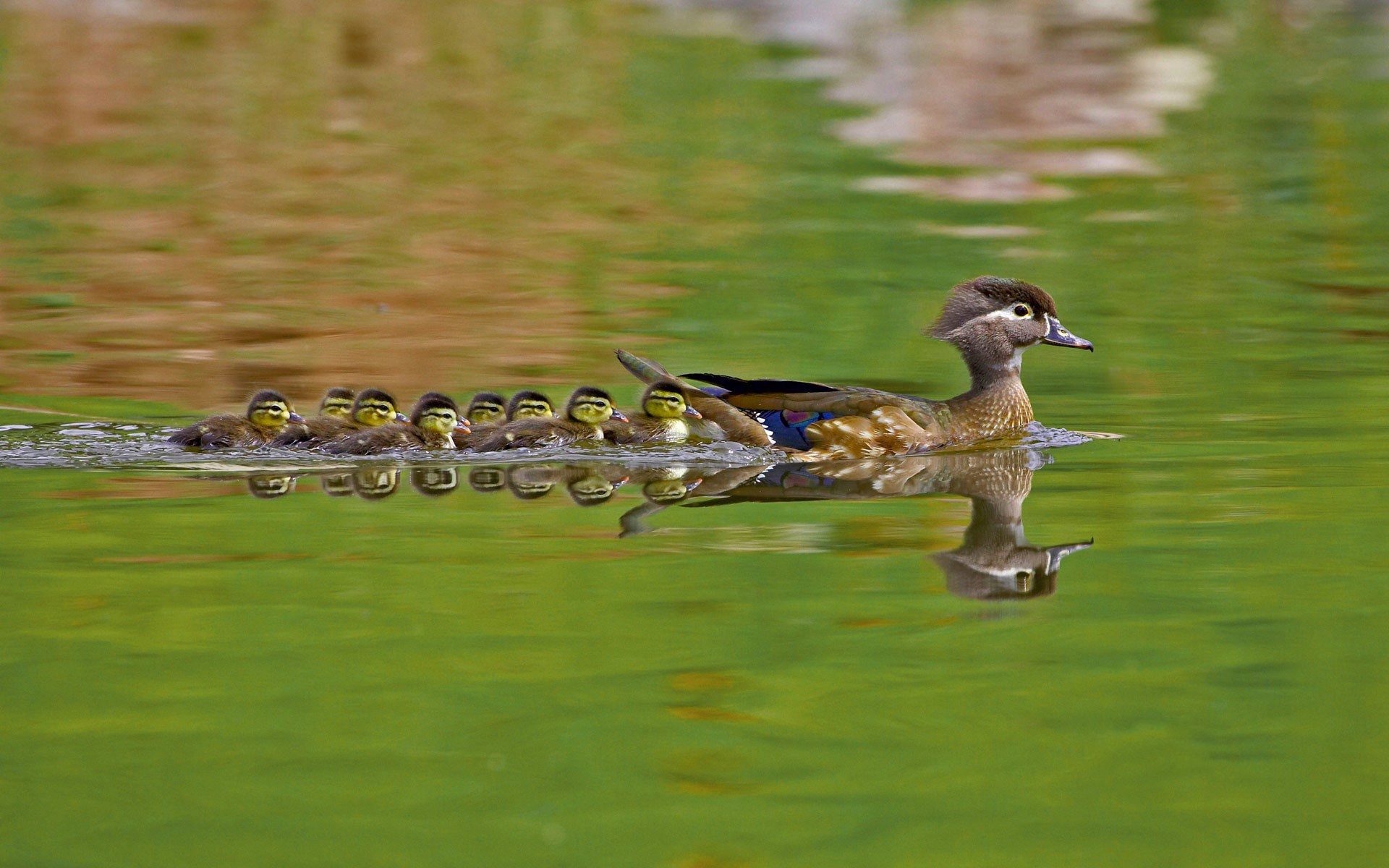 Обои вода, природа, птицы, утята, утки, утка, каролинская утка, water, nature, birds, ducklings, duck, wood duck разрешение 1920x1200 Загрузить