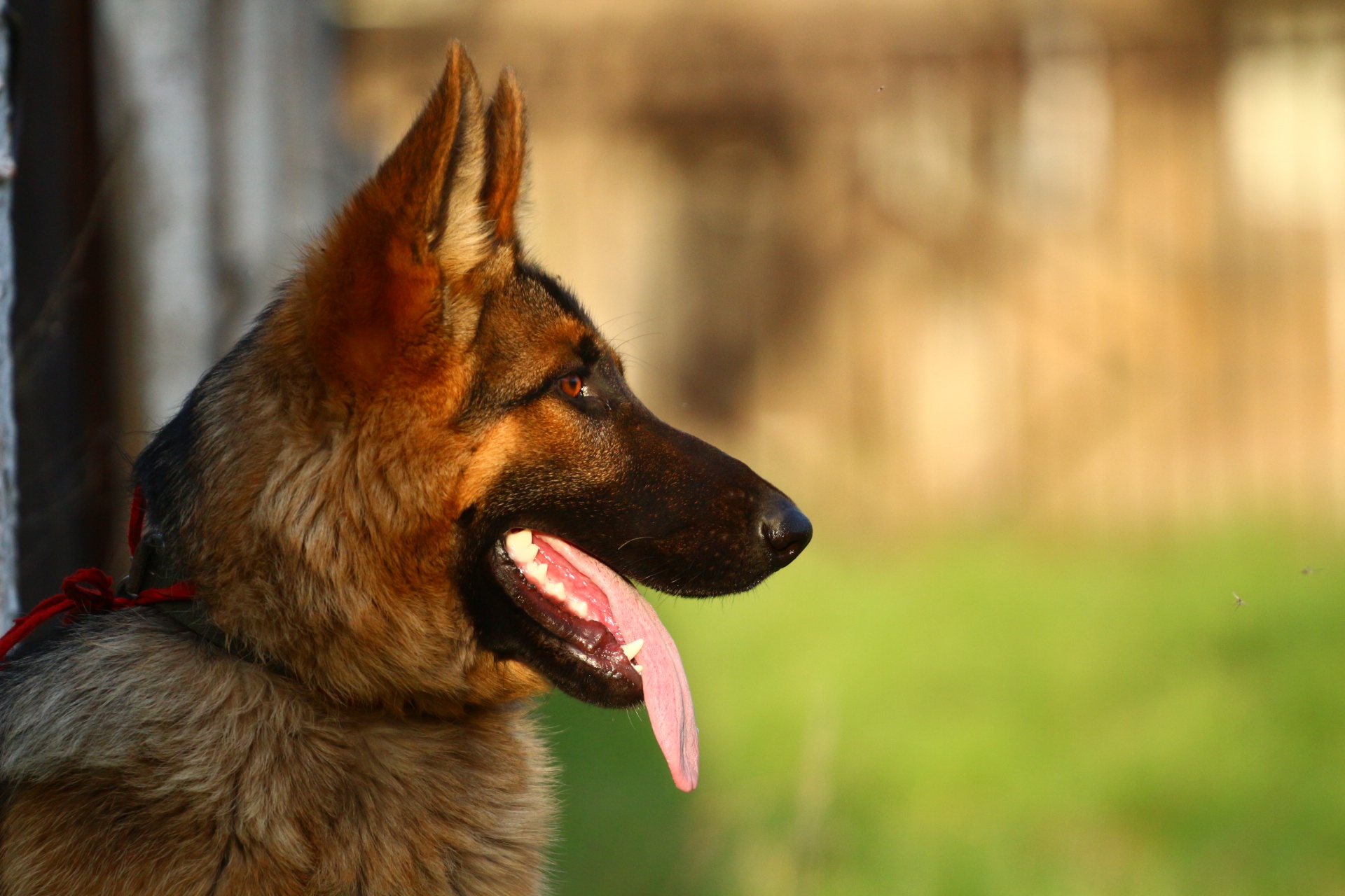 природа животные собака немецка овчарка nature animals dog the German shepherd без смс