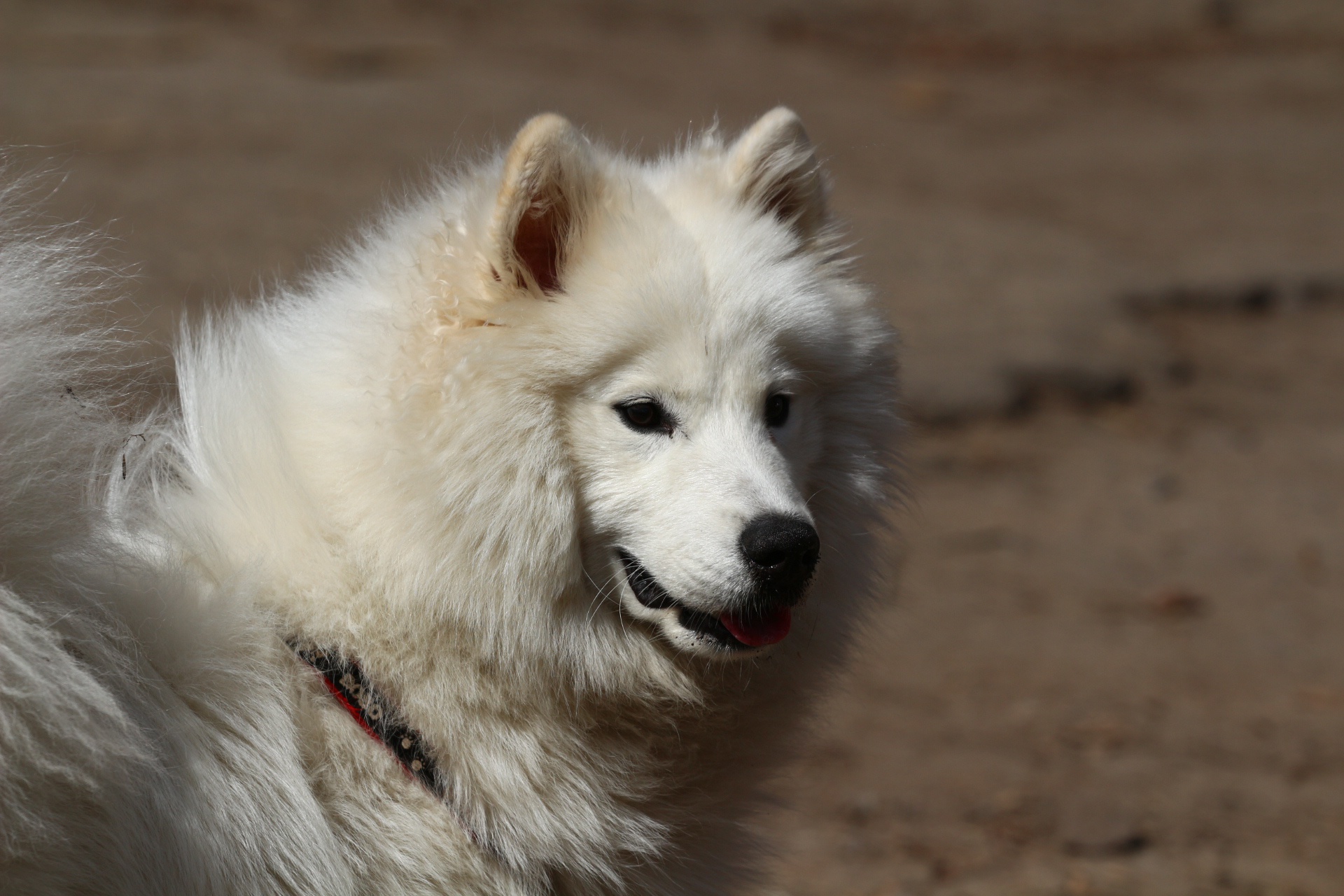 Обои взгляд, собака, лайка, самоед, look, dog, laika, samoyed разрешение 1920x1280 Загрузить