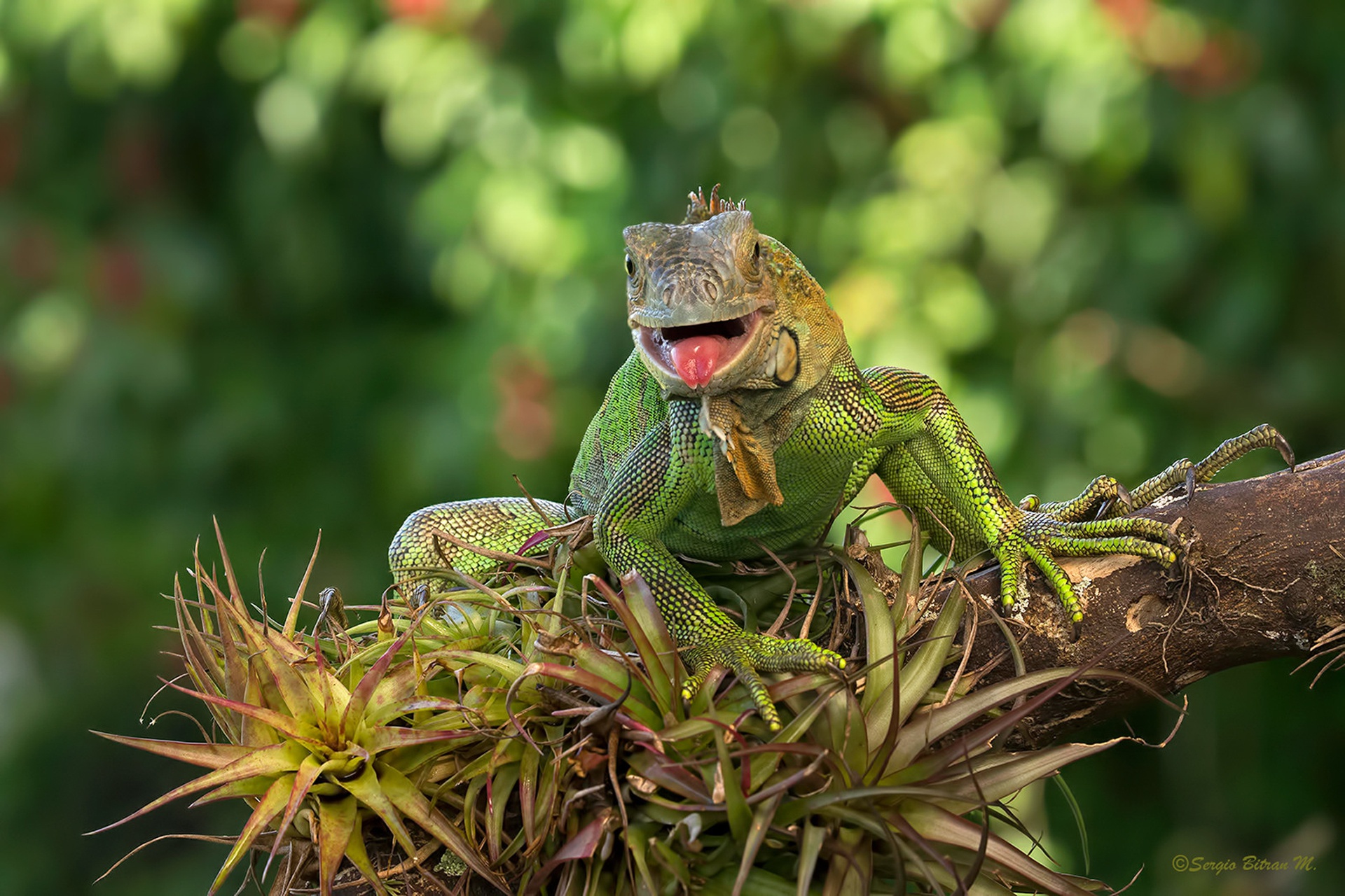 Обои ящерица, зеленая, игуана, lizard, green, iguana разрешение 1920x1280 Загрузить