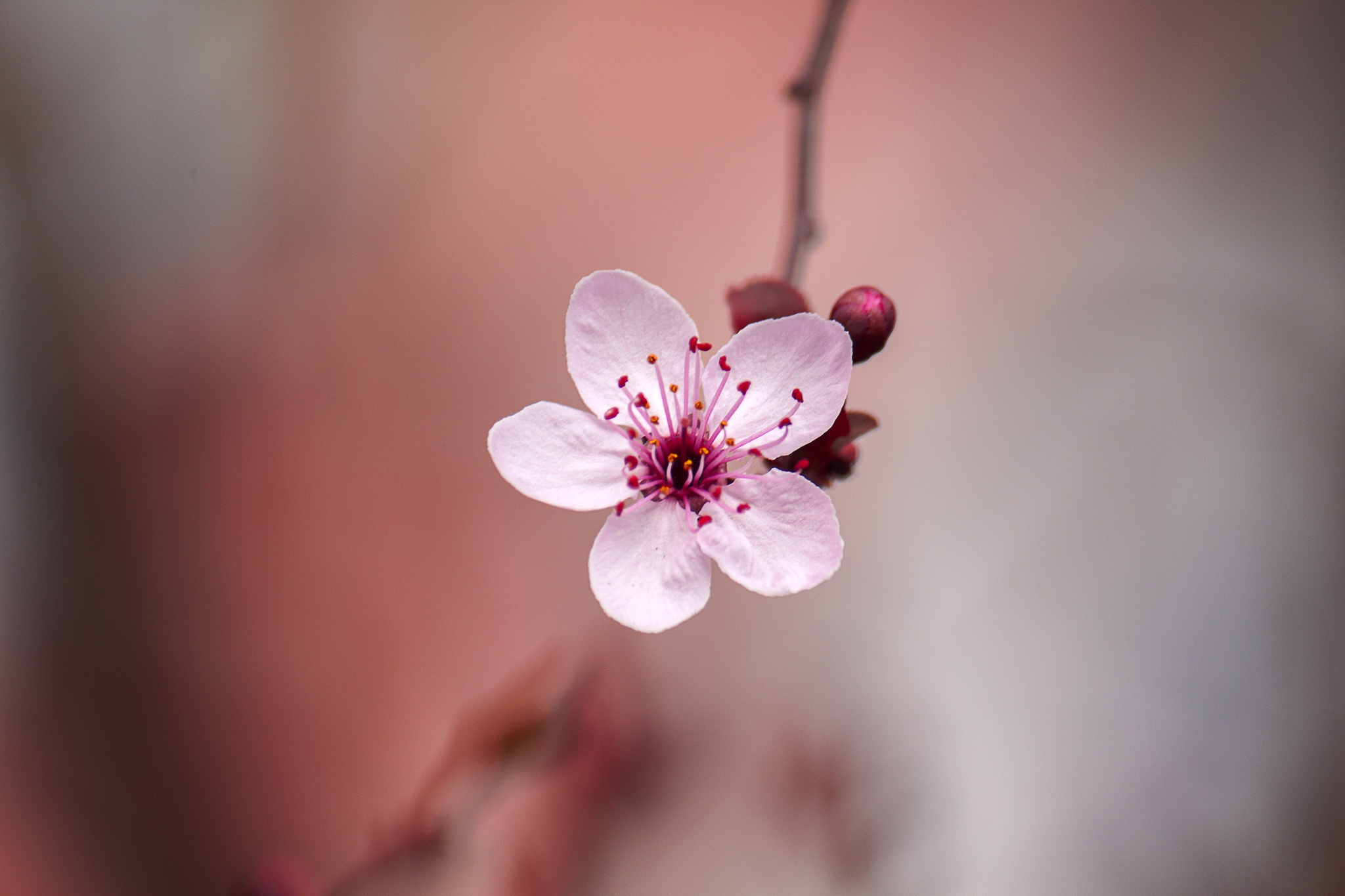 Сакура один цветок