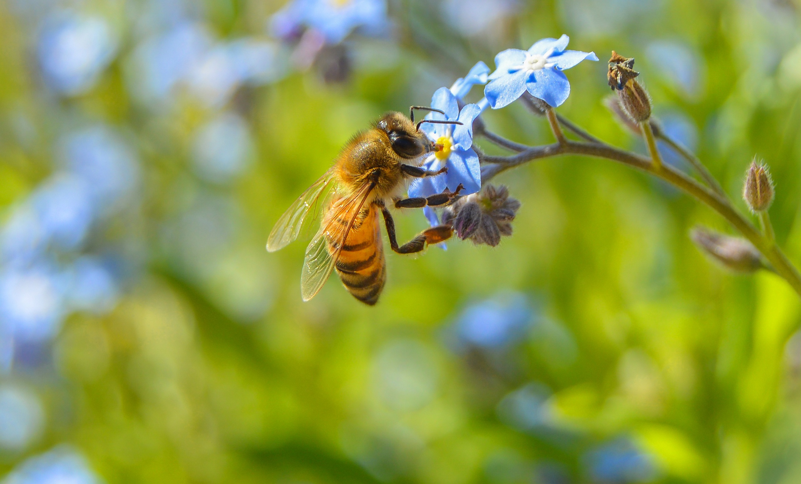 макро пчелы цветы природа животные насекомое загрузить