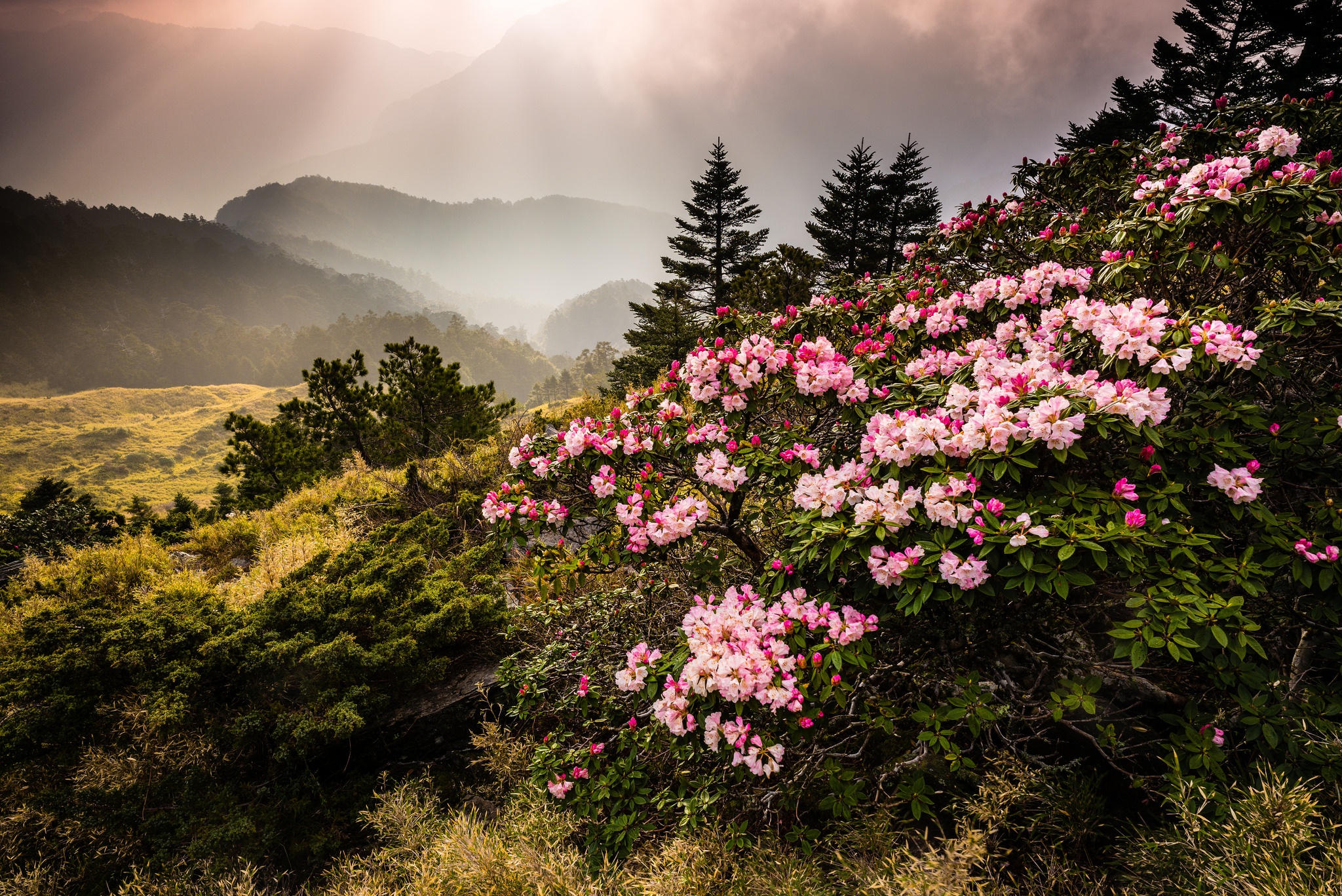 Обои цветы, горы, природа, туман, тайвань, азалия, рододендрон, jeff lee, flowers, mountains, nature, fog, taiwan, azalea, rhododendron разрешение 2048x1368 Загрузить