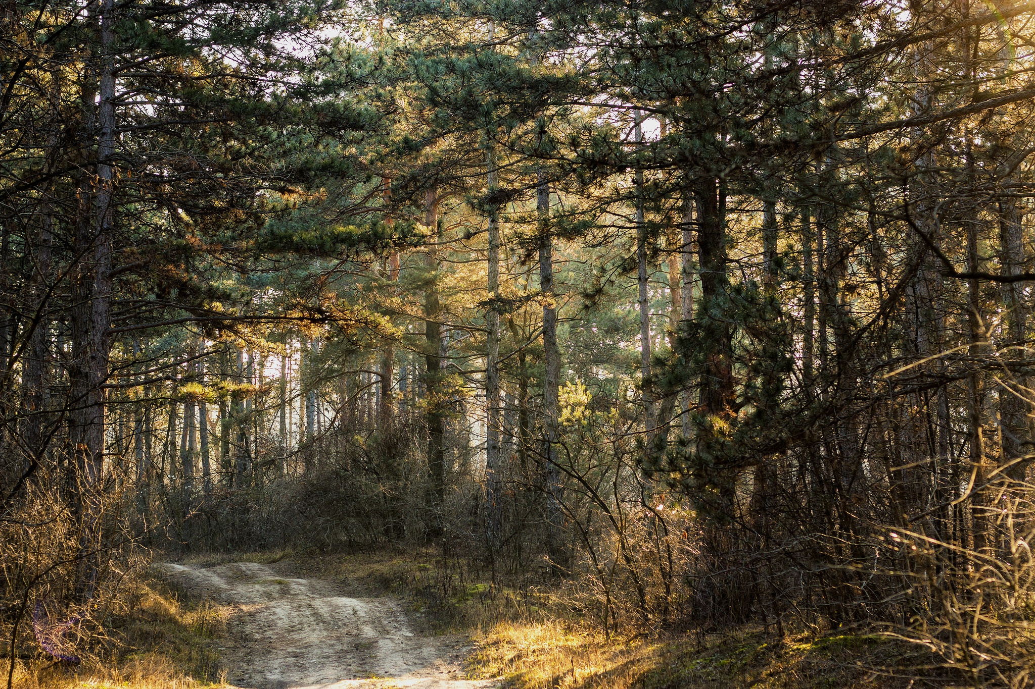 Обои дорога, деревья, природа, лес, road, trees, nature, forest разрешение 2048x1365 Загрузить