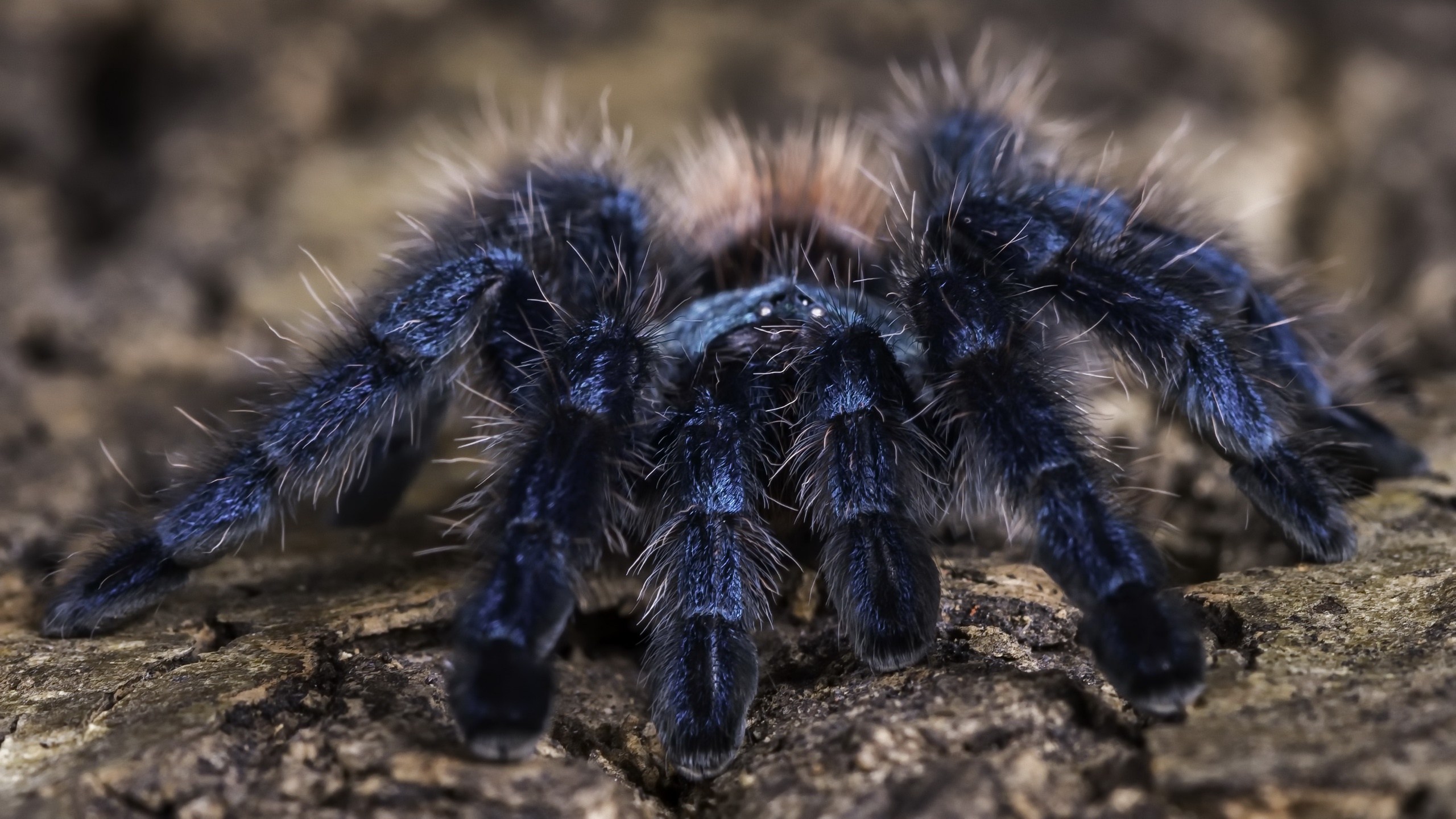 Обои фон, паук, тарантул, martinique pink toe tarantula, background, spider, tarantula разрешение 2560x1440 Загрузить