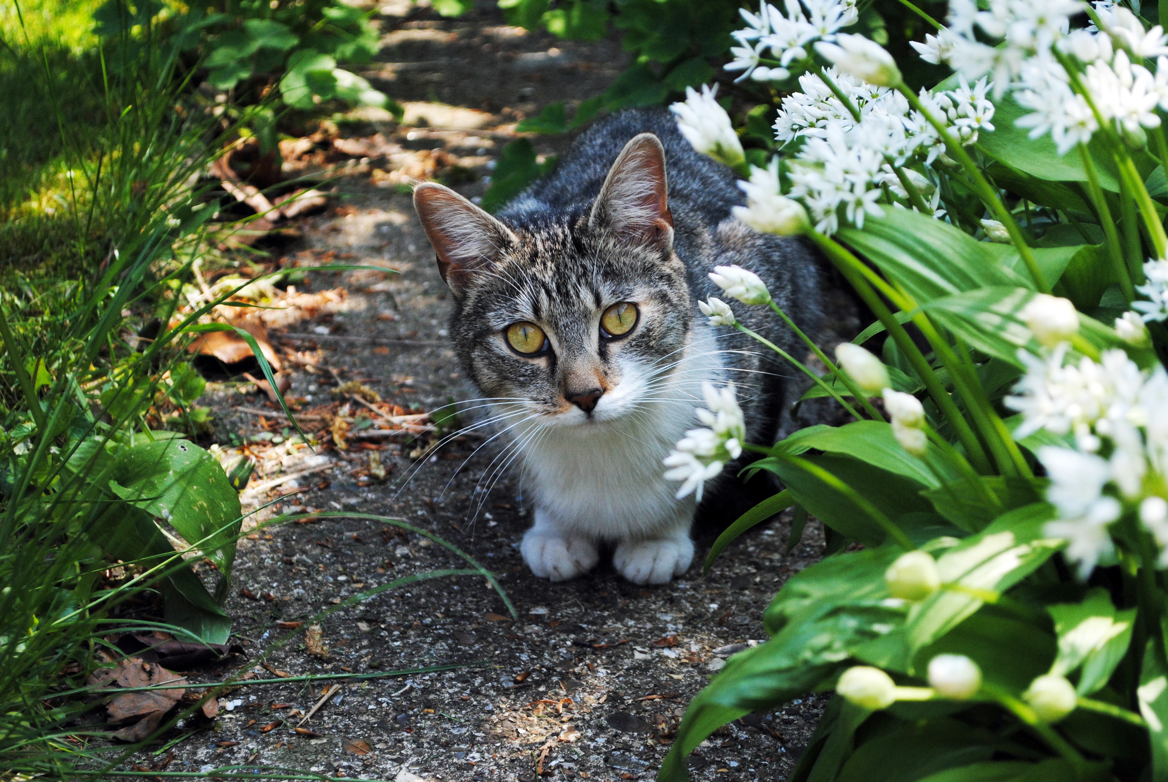 Обои цветы, трава, природа, кот, кошка, взгляд, домашнее животное, flowers, grass, nature, cat, look, pet разрешение 3872x2592 Загрузить