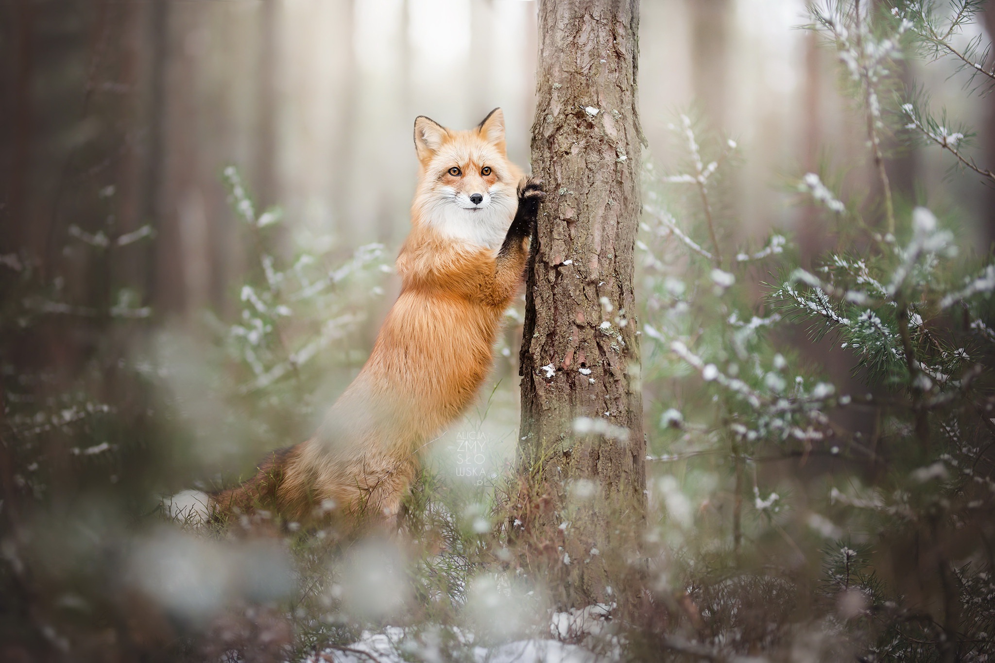 природа животные лиса снег зима nature animals Fox snow winter загрузить
