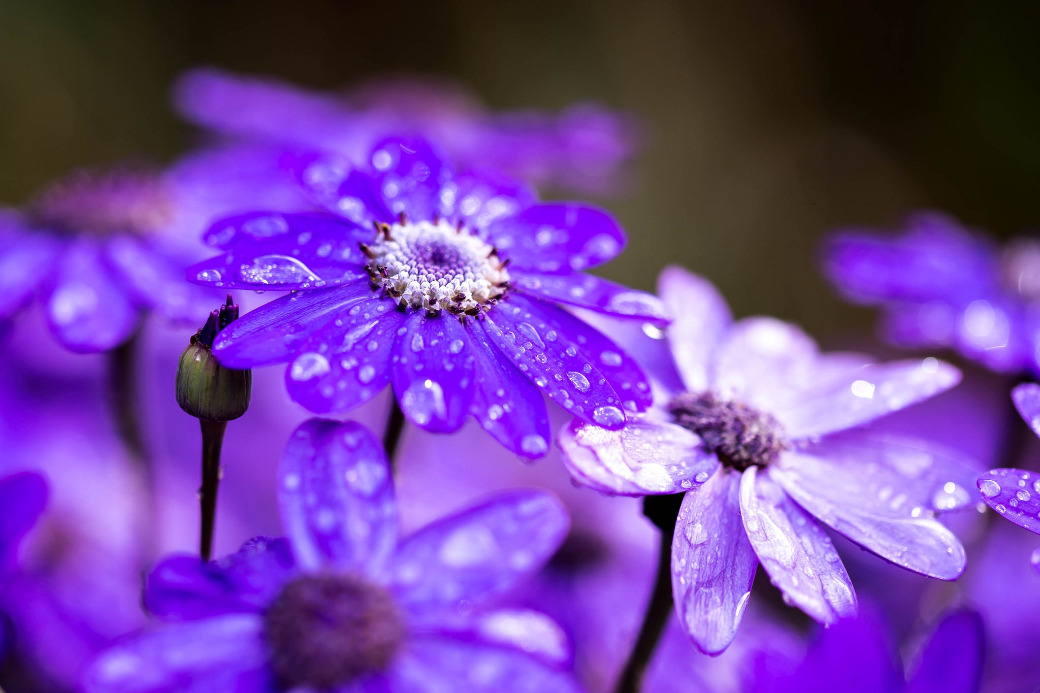 Обои цветы, макро, капли, лепестки, после дождя, цинерария, flowers, macro, drops, petals, after the rain, cineraria разрешение 2048x1365 Загрузить