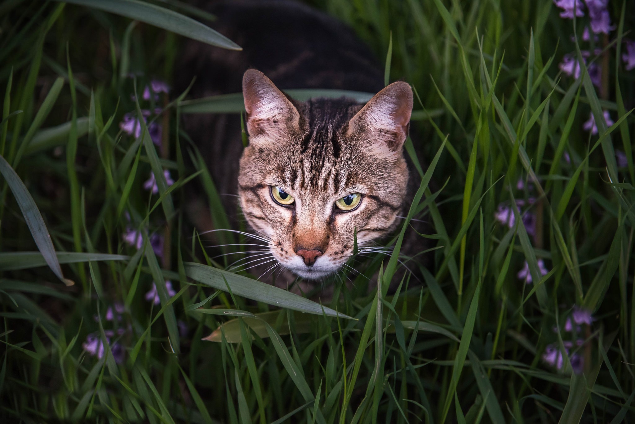 Обои глаза, морда, цветы, трава, кот, взгляд, бенгальская кошка, eyes, face, flowers, grass, cat, look, bengal cat разрешение 2048x1367 Загрузить