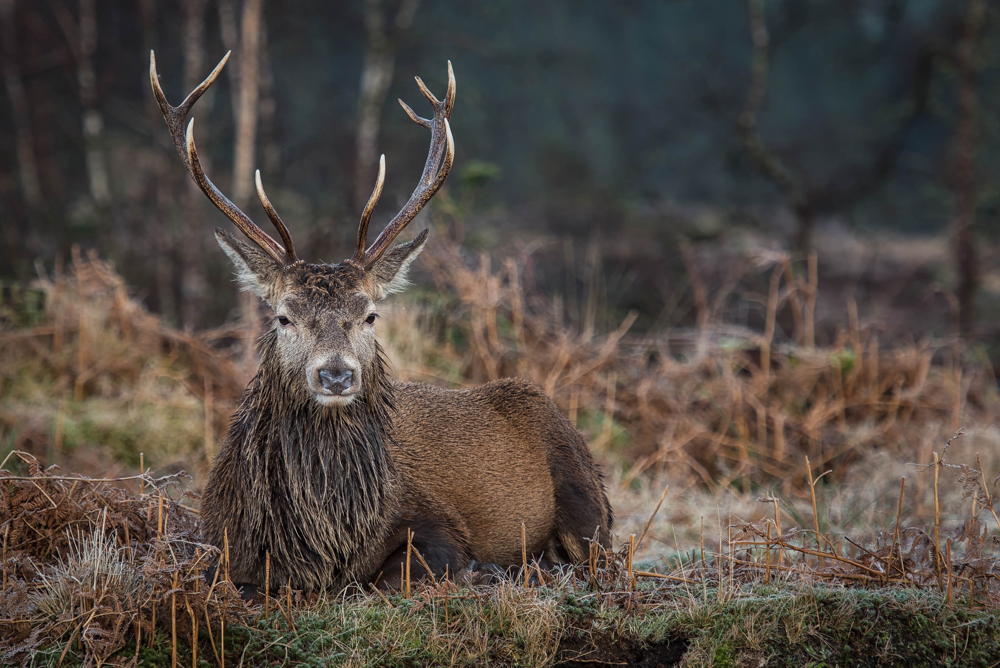 Обои природа, олень, фон, животное, рога, боке, благородный олень, nature, deer, background, animal, horns, bokeh, red deer разрешение 2048x1367 Загрузить