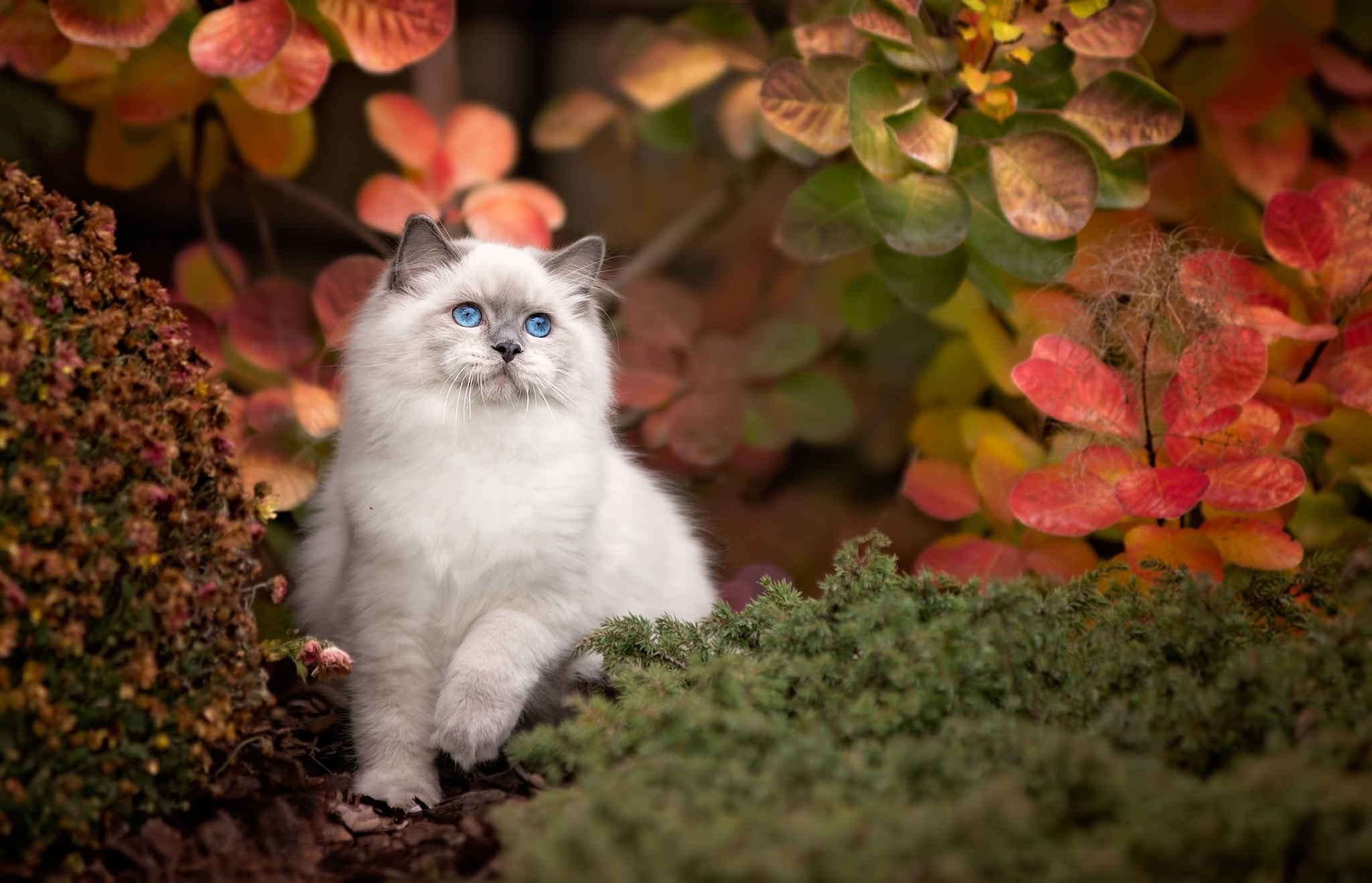 природа животные кот природа осень листья загрузить
