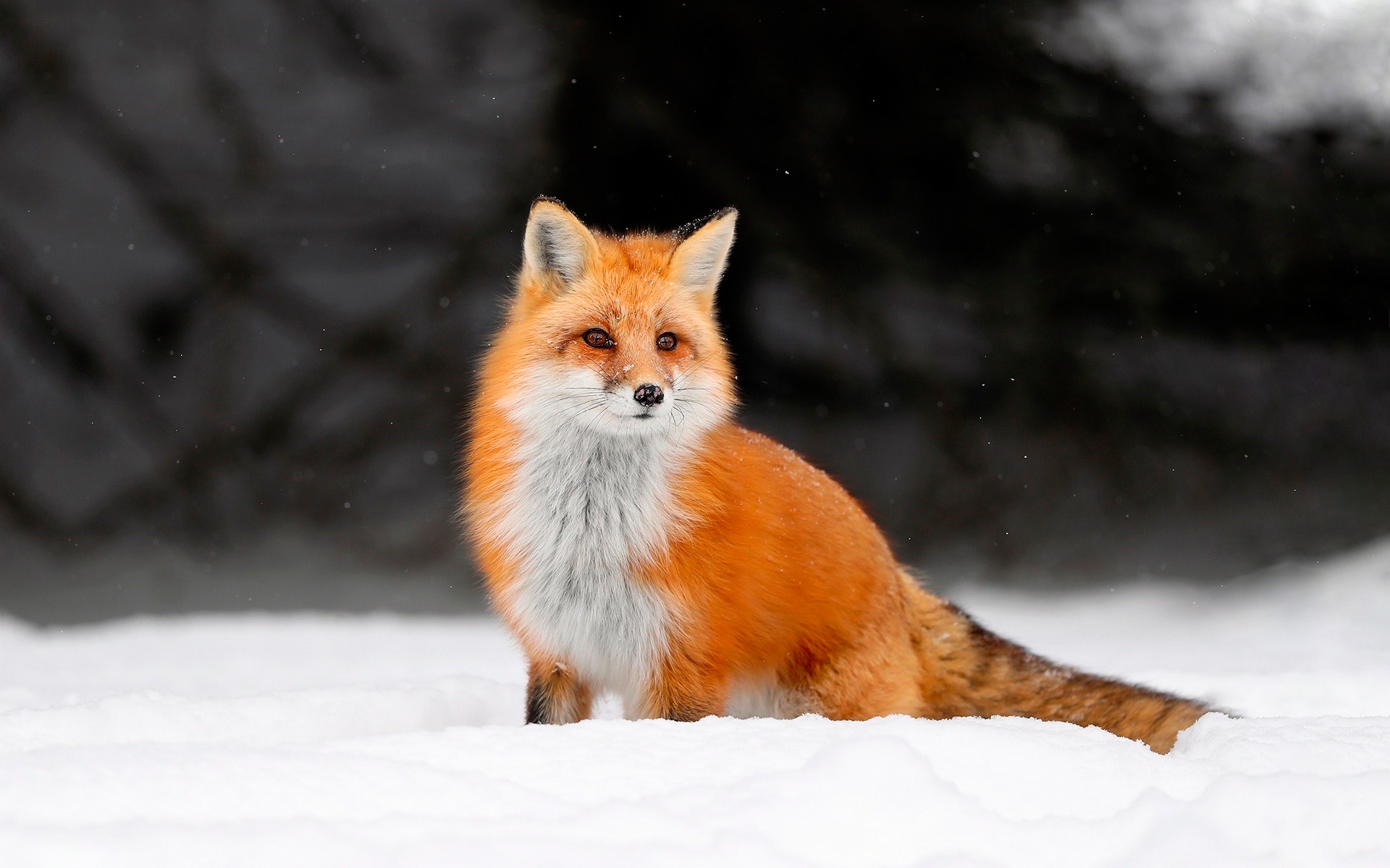 Обои снег, зима, лиса, лисица, животное, лис, snow, winter, fox, animal разрешение 1920x1200 Загрузить