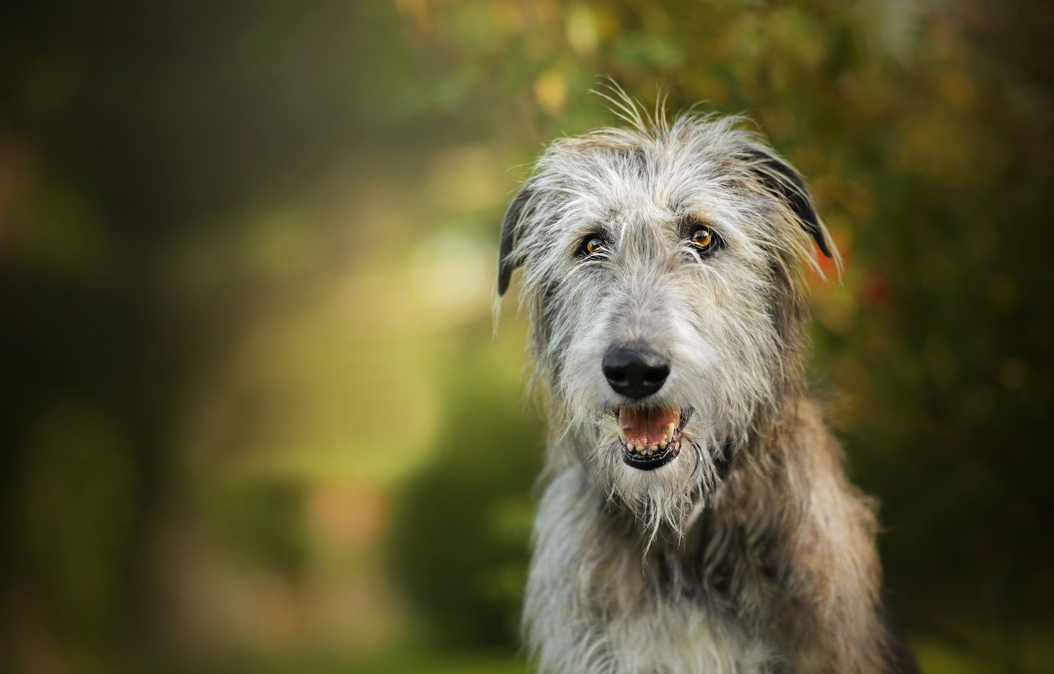 Обои собака, боке, ирландский волкодав, dackelpuppy, igraine, dog, bokeh, the irish wolfhound разрешение 2048x1310 Загрузить