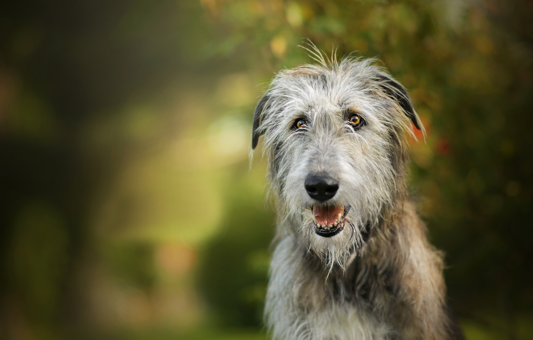 Wolfhound