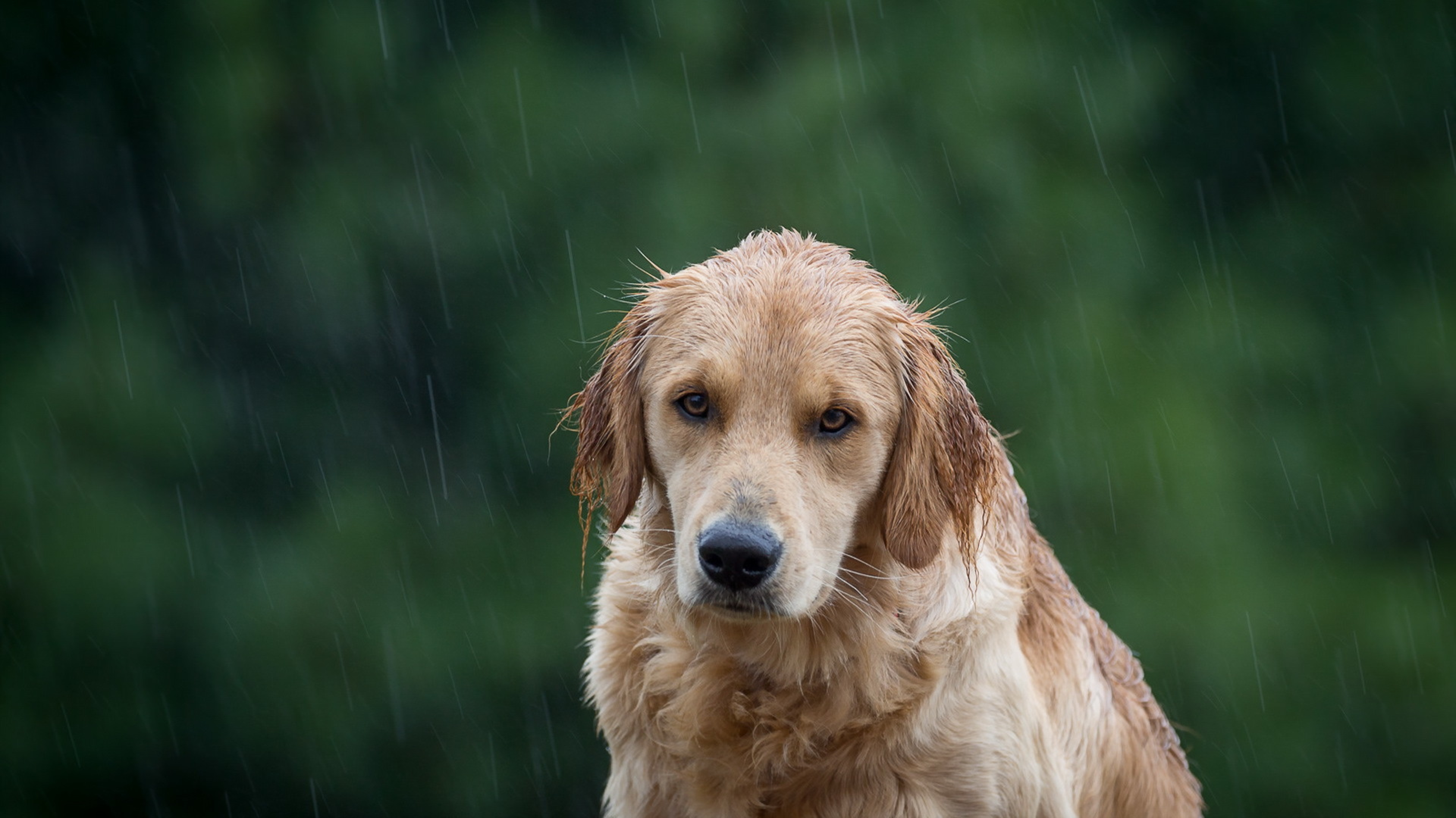 Обои мордочка, взгляд, собака, дождь, ушки, золотистый ретривер, muzzle, look, dog, rain, ears, golden retriever разрешение 3840x2160 Загрузить