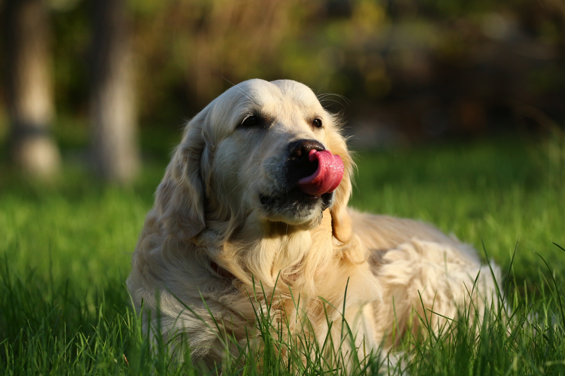 Обои собака, травка, язык, ретривер, золотистый ретривер, dog, weed, language, retriever, golden retriever разрешение 1920x1280 Загрузить