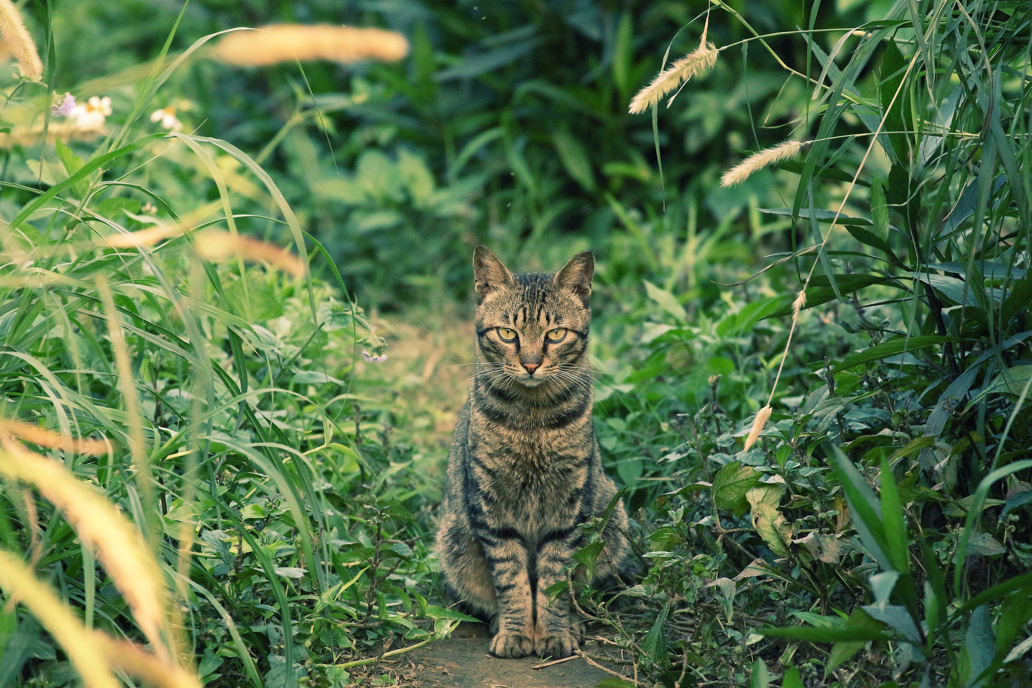 Обои глаза, трава, фон, кот, усы, кошка, взгляд, eyes, grass, background, cat, mustache, look разрешение 2048x1365 Загрузить