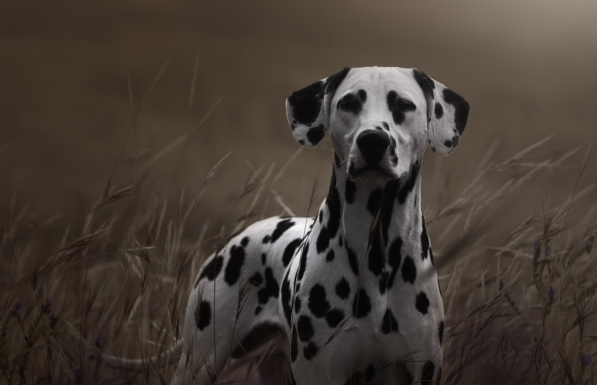 Обои трава, взгляд, собака, далматин, grass, look, dog, dalmatian разрешение 2048x1322 Загрузить