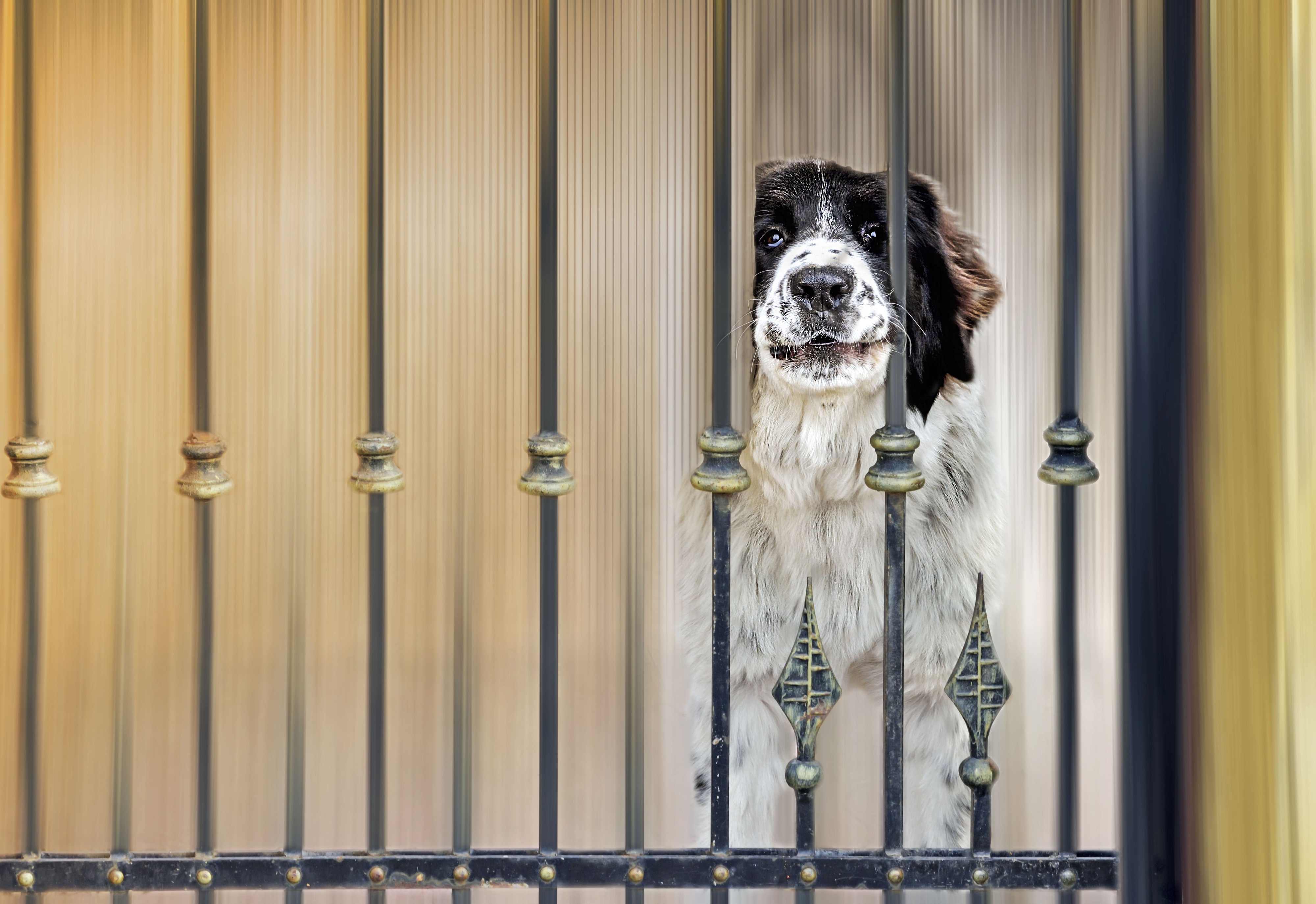 собака забор dog the fence загрузить