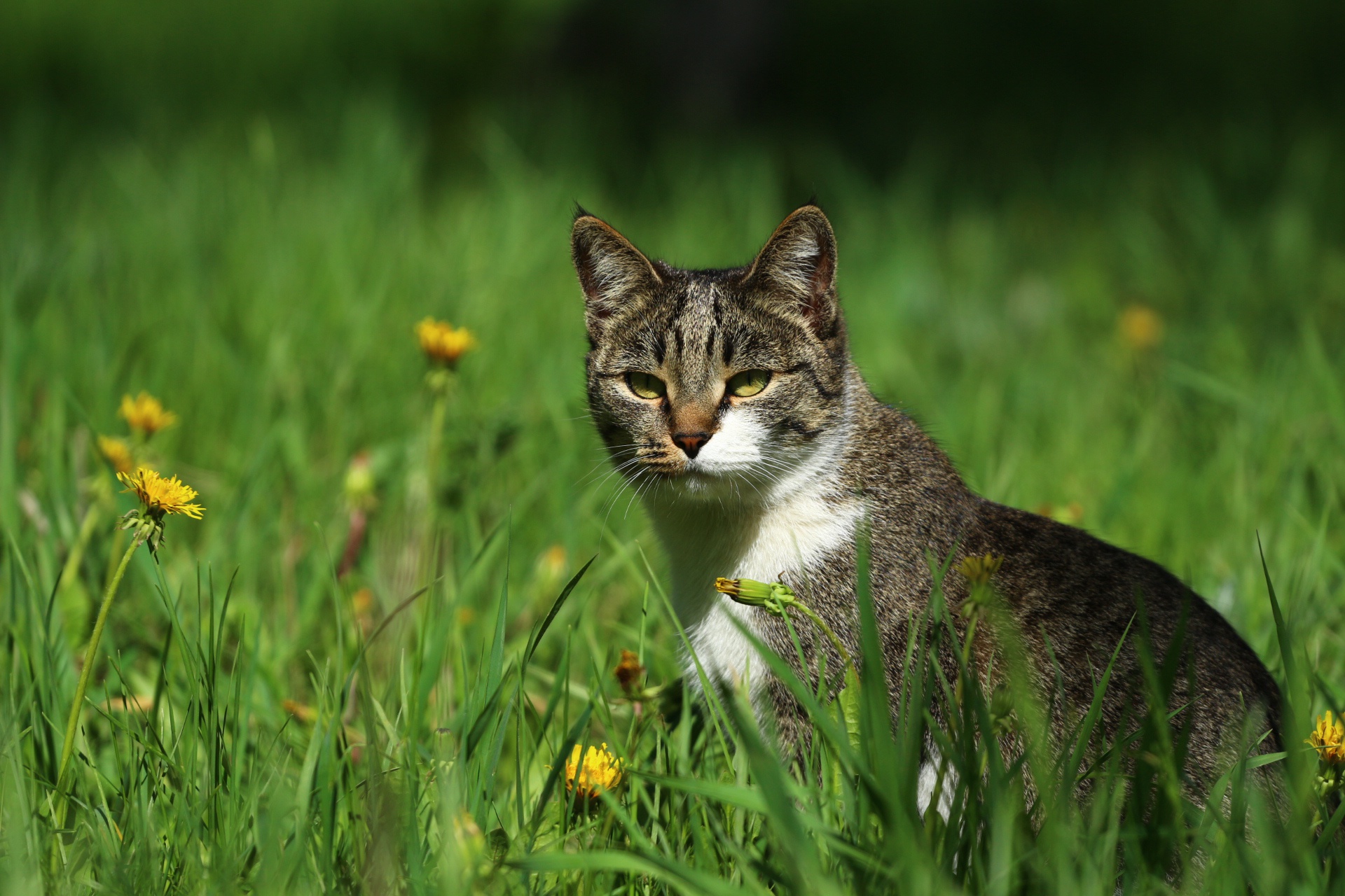 кошка в траве без смс