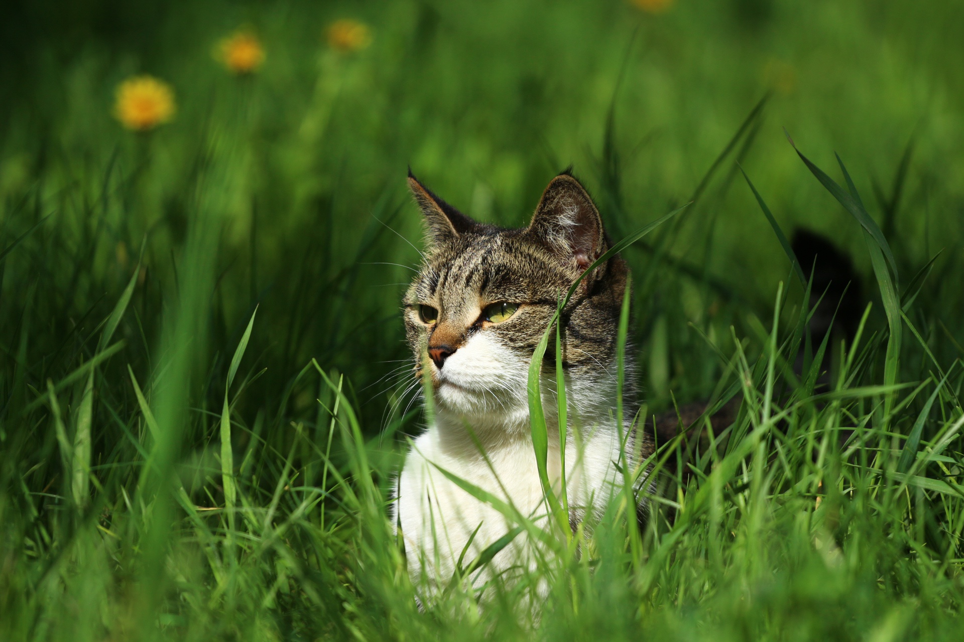 Обои глаза, зелень, кот, мордочка, кошка, взгляд, травка, киса, eyes, greens, cat, muzzle, look, weed, kitty разрешение 1920x1280 Загрузить