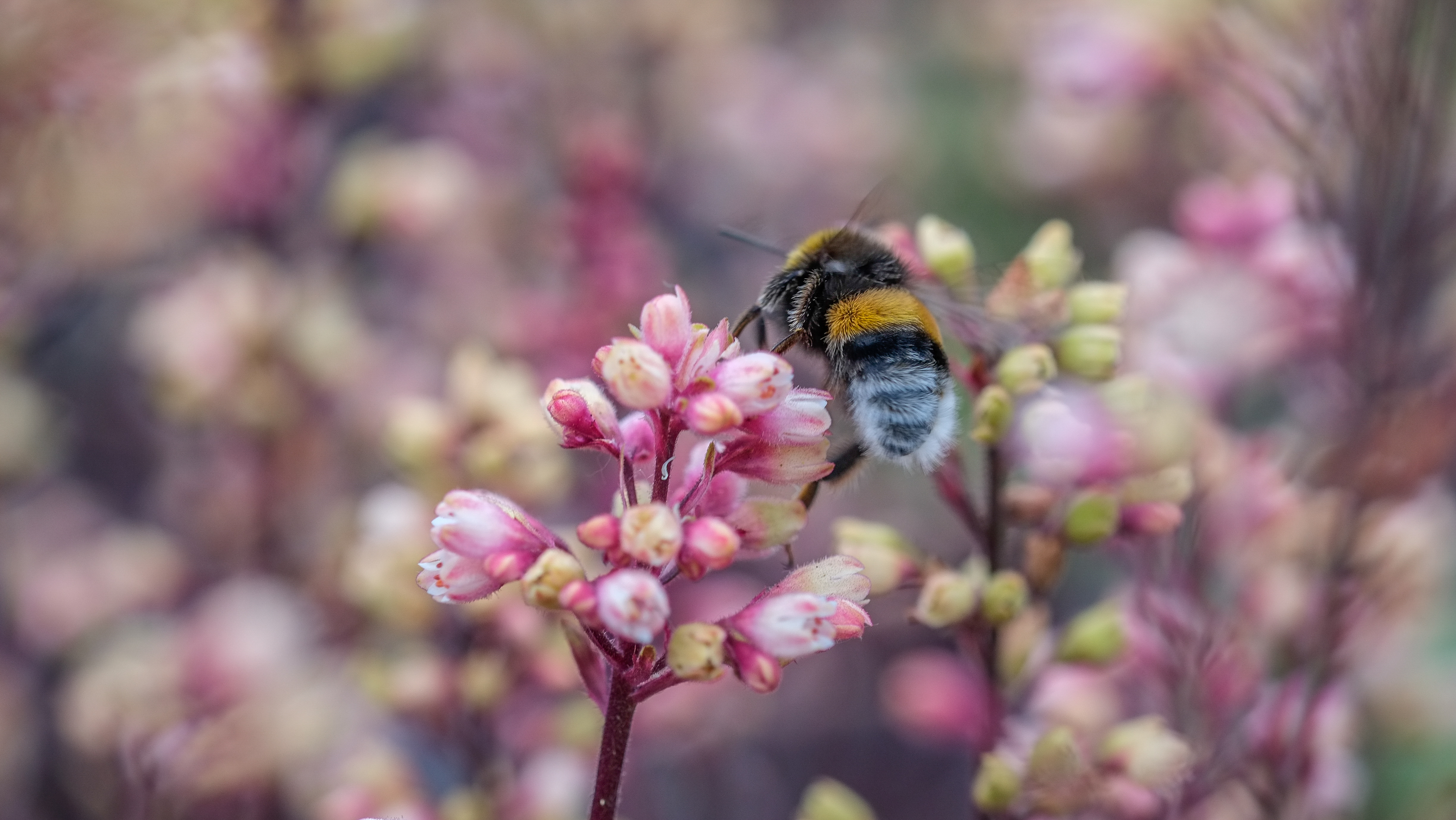 Обои цветы, природа, насекомое, пчела, jazzmatica, flowers, nature, insect, bee разрешение 4896x2760 Загрузить