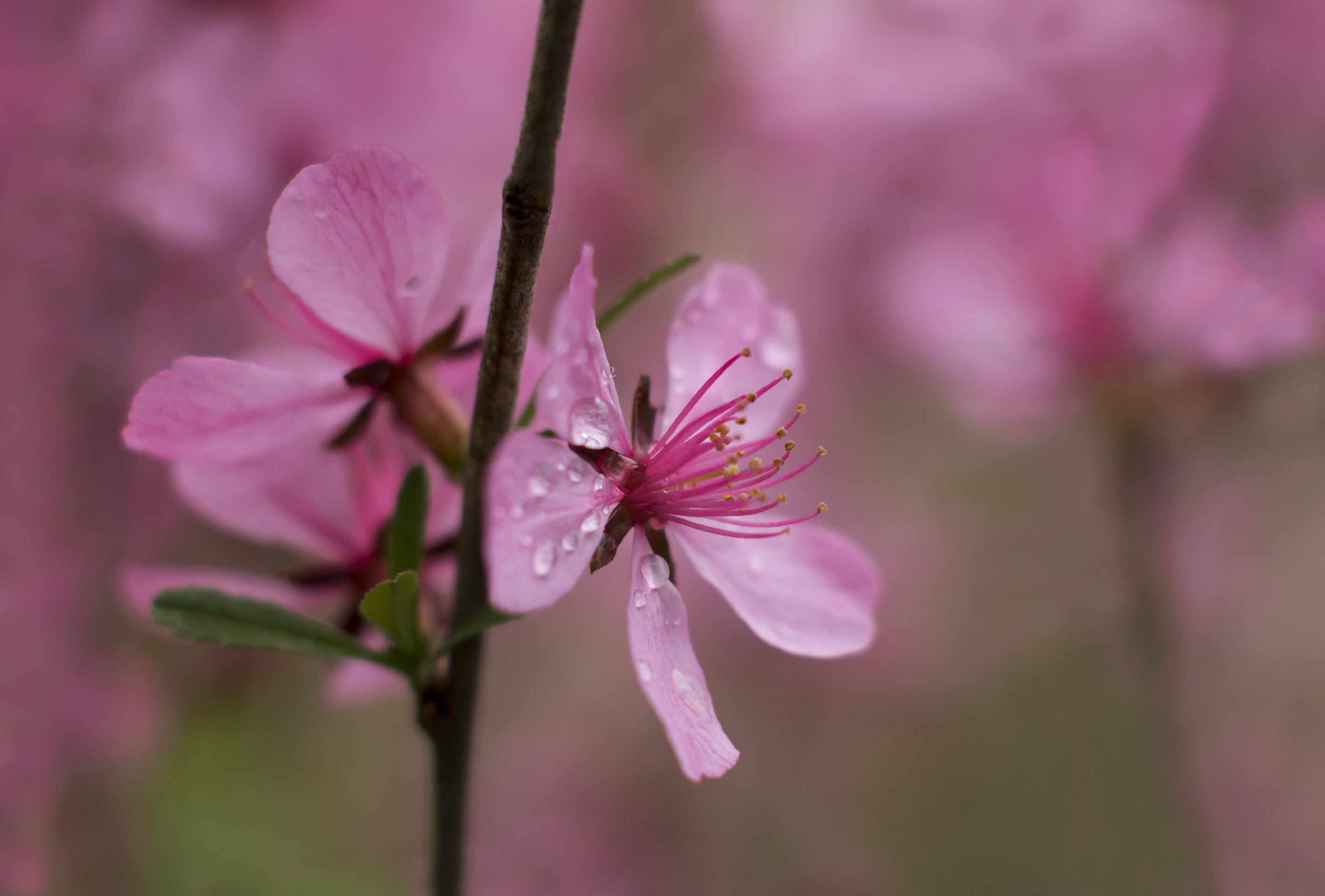 Обои цветы, ветка, природа, цветение, роса, капли, весна, flowers, branch, nature, flowering, rosa, drops, spring разрешение 2839x1920 Загрузить