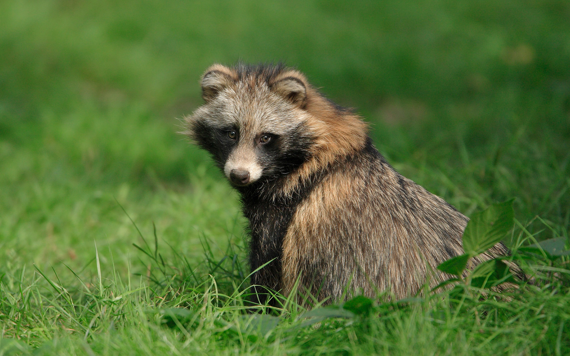 Обои глаза, трава, мордочка, взгляд, енот, енот-полоскун, eyes, grass, muzzle, look, raccoon разрешение 1920x1200 Загрузить