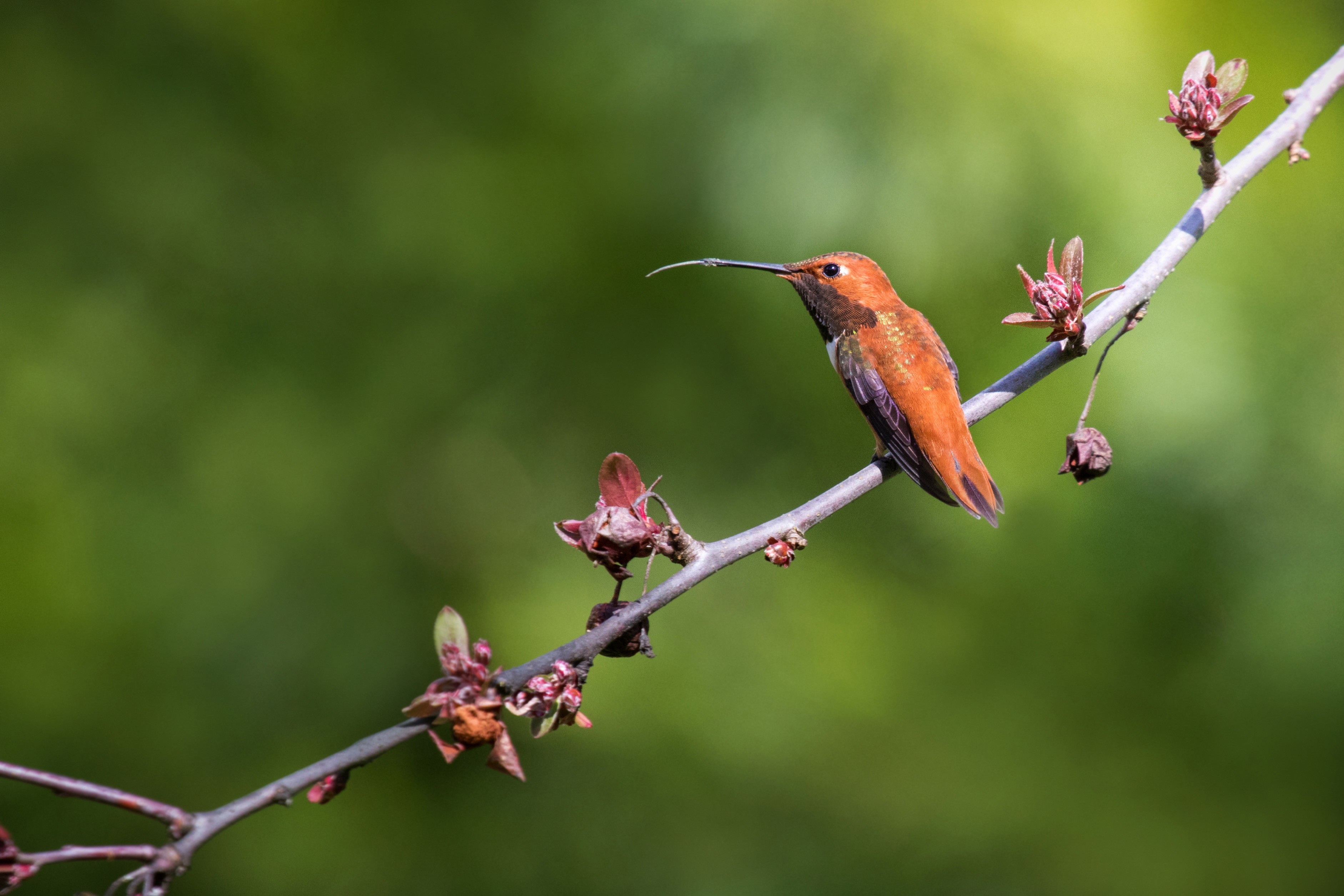 Обои ветка, природа, фон, птица, клюв, перья, колибри, branch, nature, background, bird, beak, feathers, hummingbird разрешение 3765x2510 Загрузить