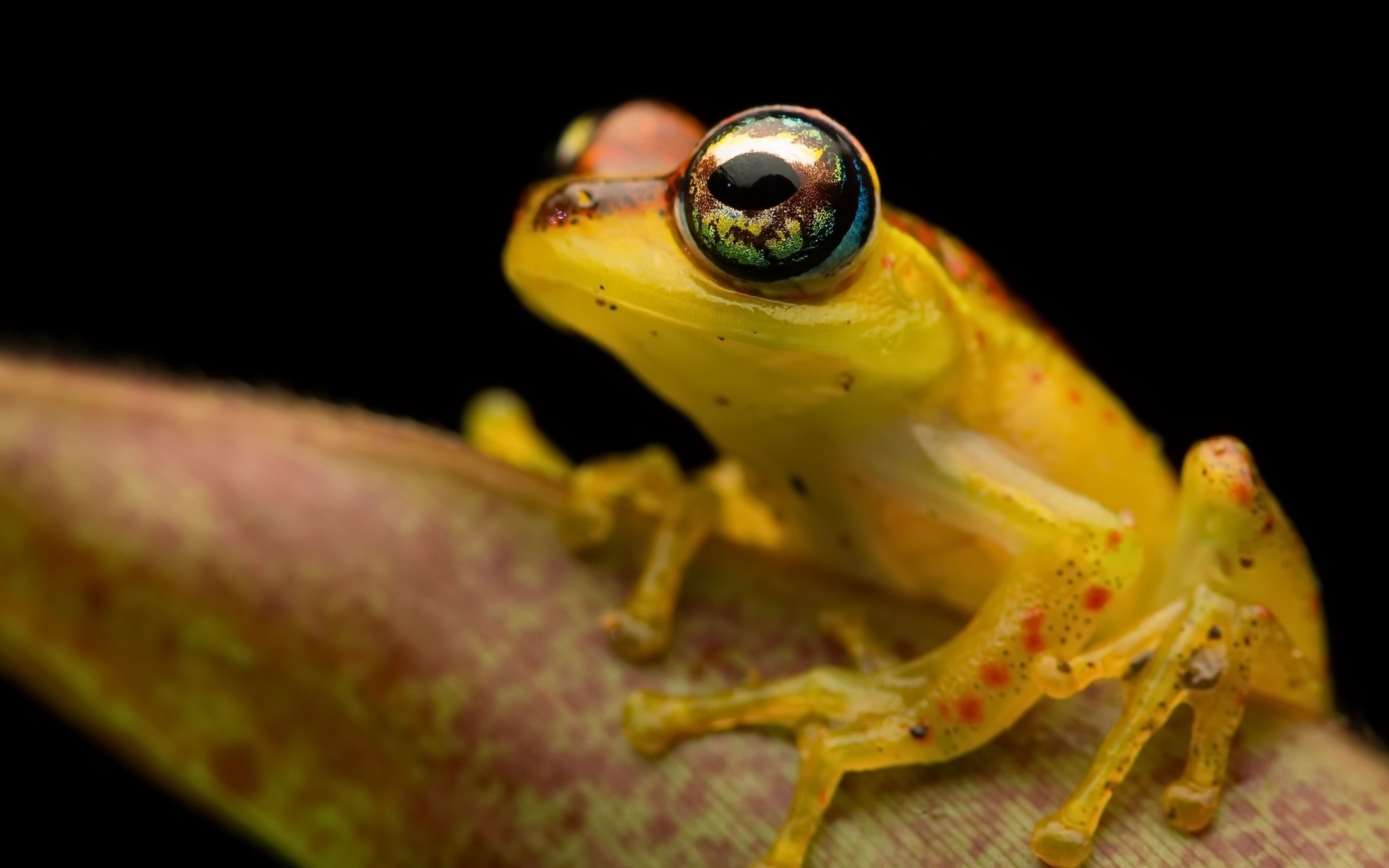 Обои природа, макро, фон, лягушка, nature, macro, background, frog разрешение 1920x1200 Загрузить