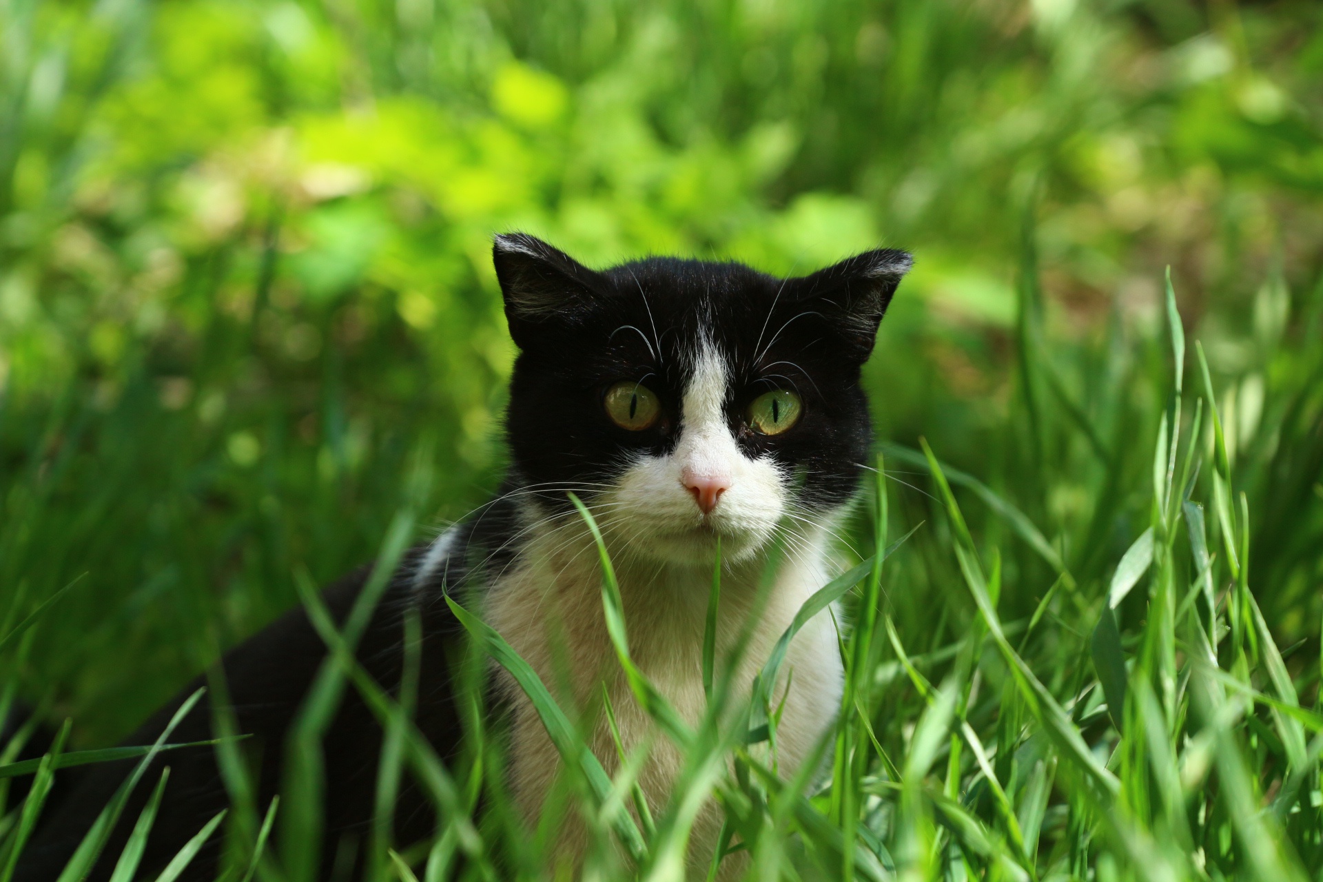 Обои глаза, трава, кошка, взгляд, eyes, grass, cat, look разрешение 1920x1280 Загрузить