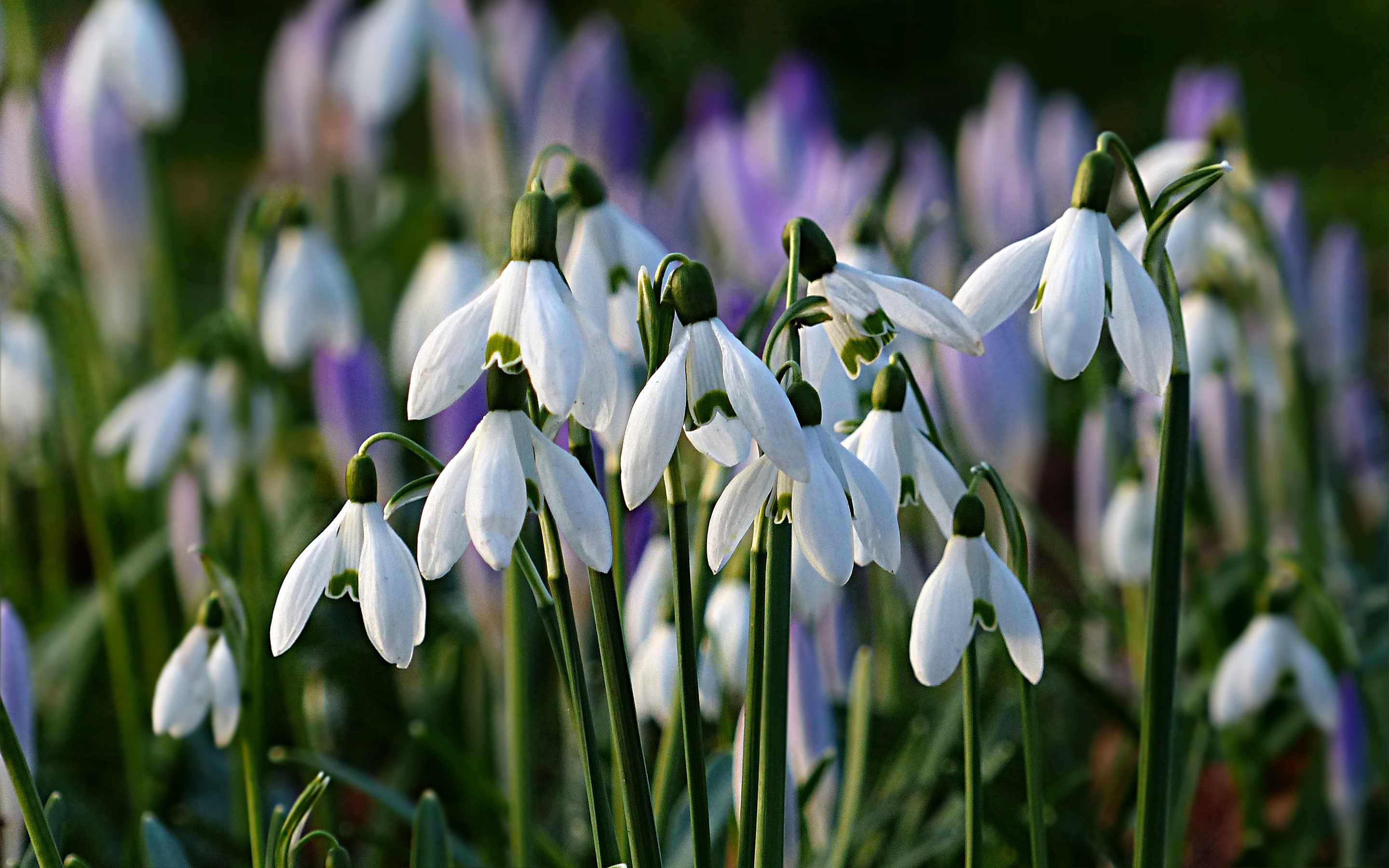 Обои цветы, весна, подснежники, flowers, spring, snowdrops разрешение 2880x1800 Загрузить