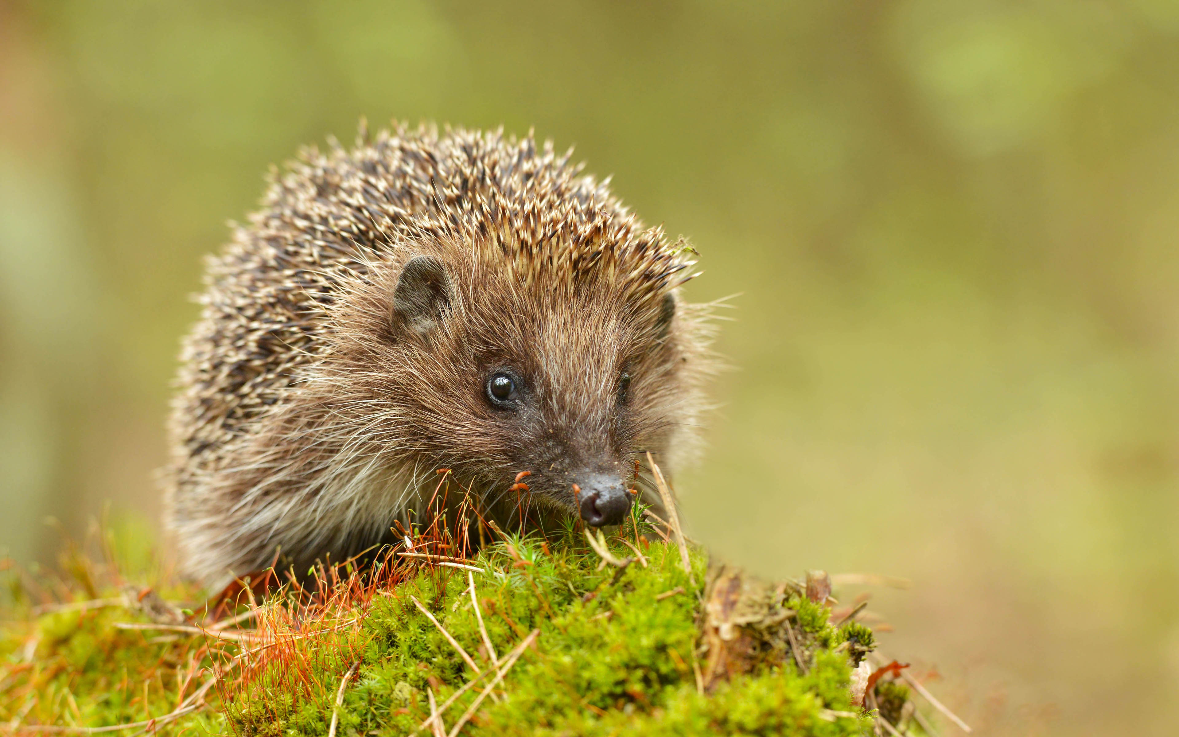 Обои глаза, мордочка, взгляд, мох, ежик, еж, eyes, muzzle, look, moss, hedgehog разрешение 3840x2400 Загрузить