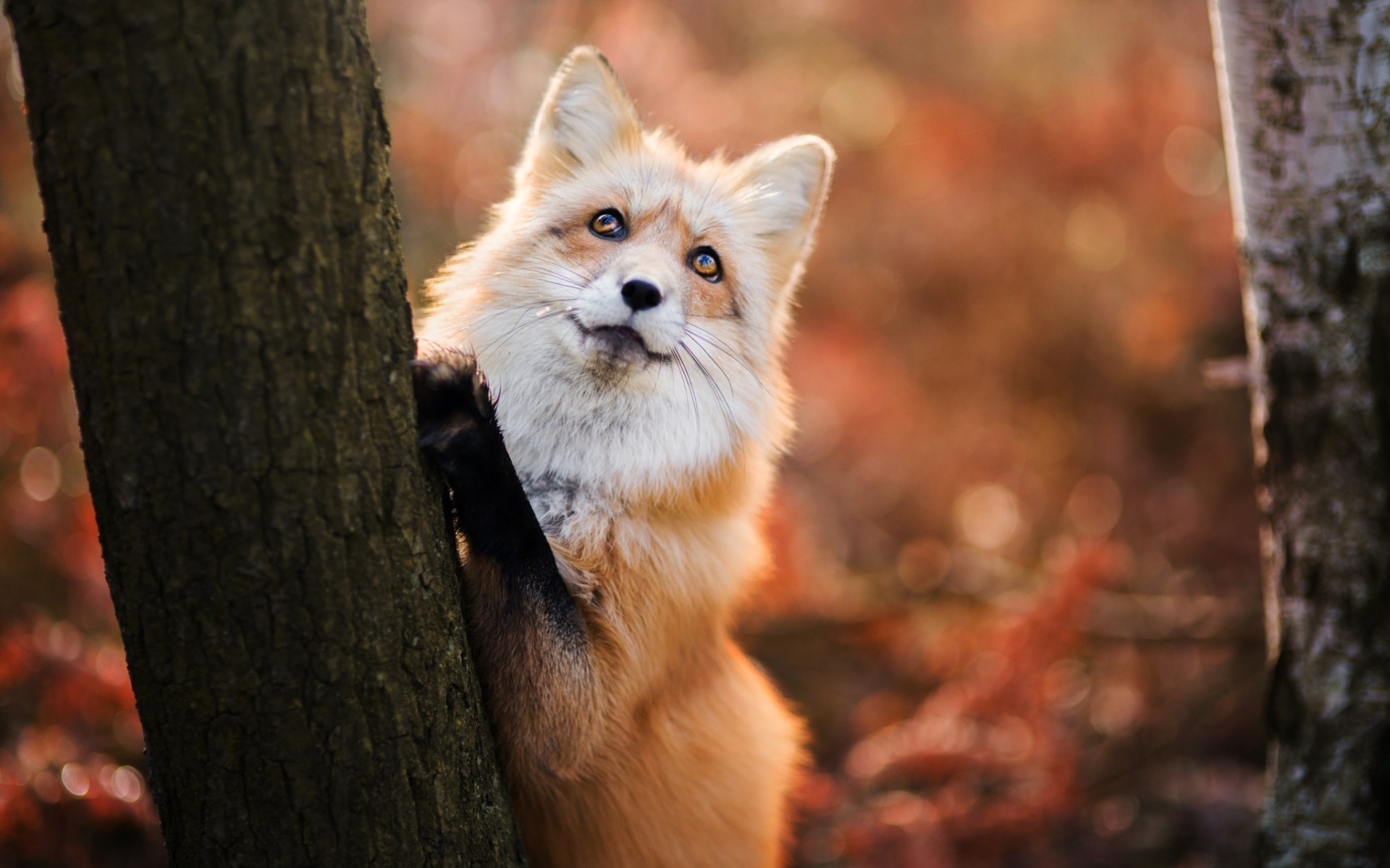 Обои глаза, дерево, взгляд, лиса, хищник, лисица, eyes, tree, look, fox, predator разрешение 1920x1200 Загрузить